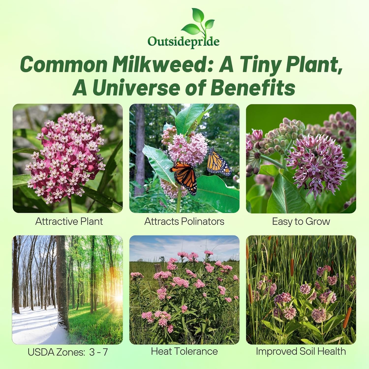 Asclepias Syriaca Milkweed Flowers