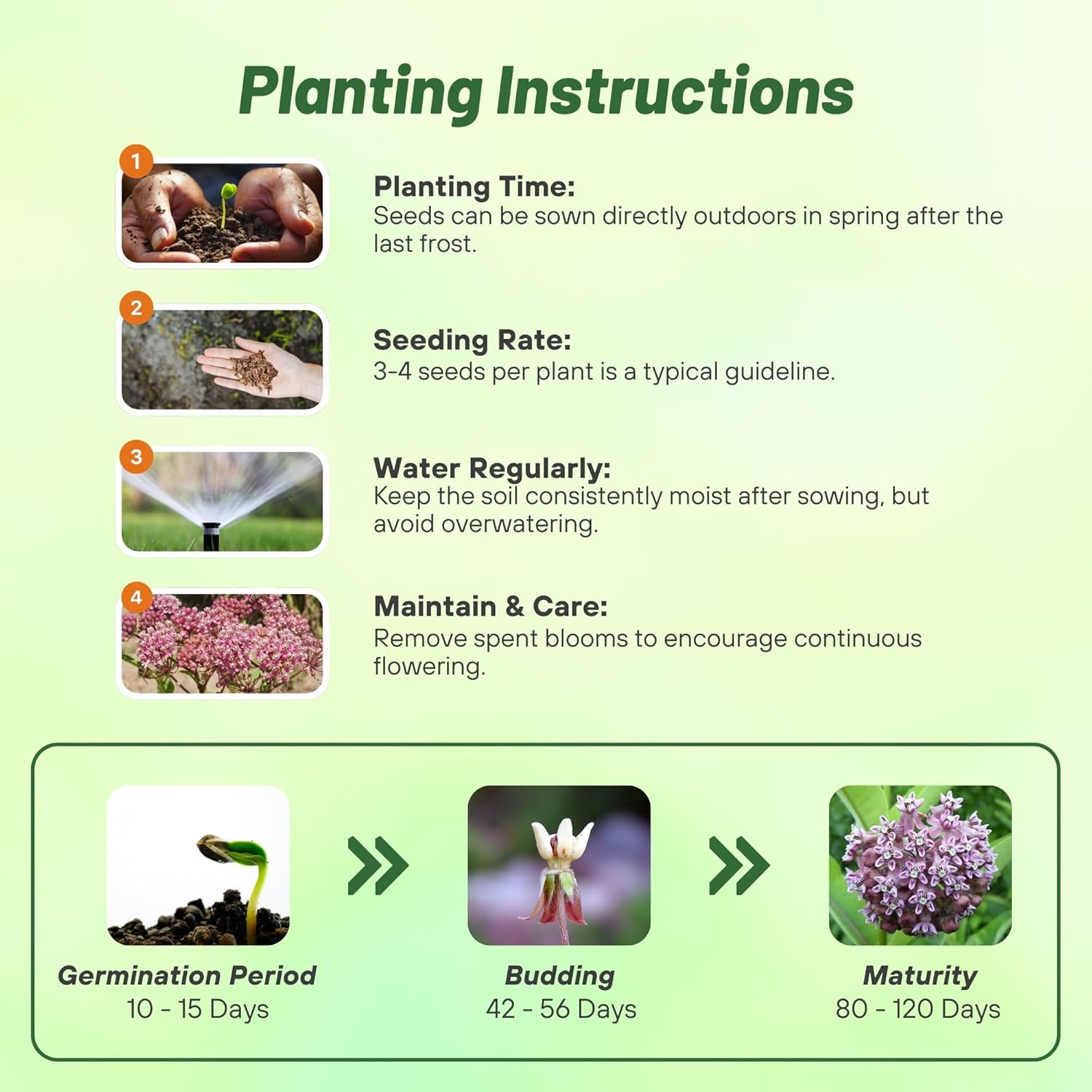 Common Milkweed Flower Planting Directions