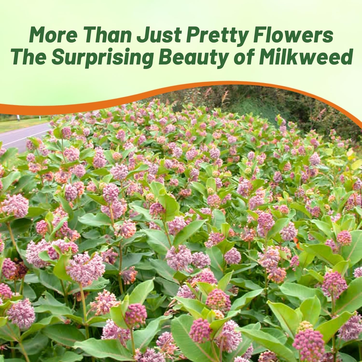 Common Milkweed Flowers