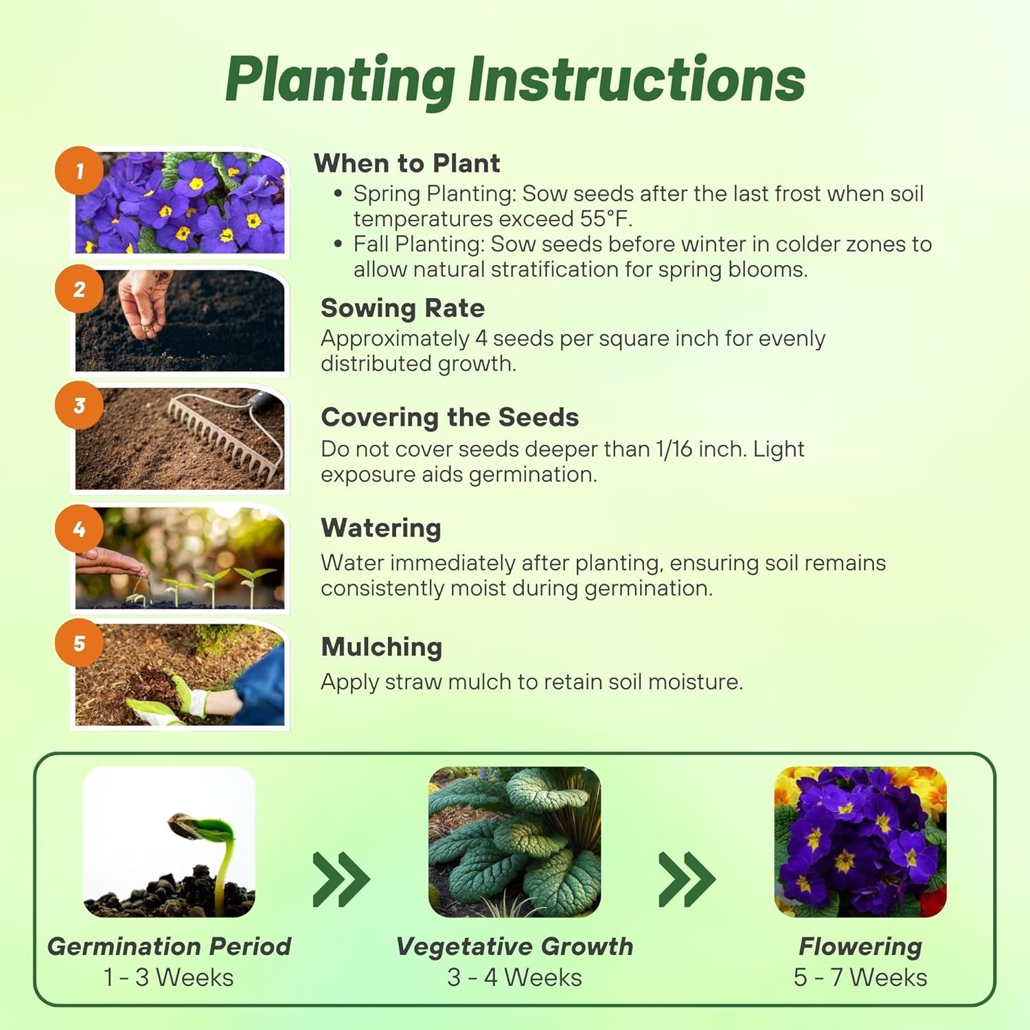 Common Primrose Acaulis Accord Blue Planting Directions