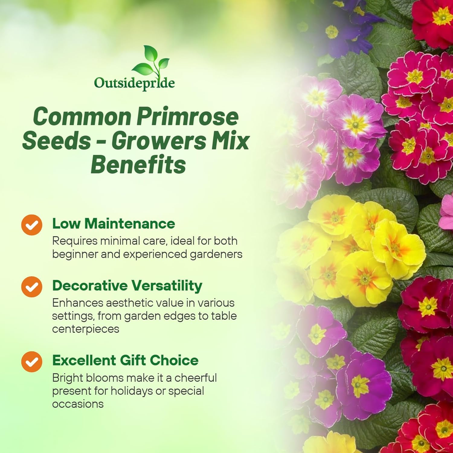 Primula Acaulis Danova Grower Select Mix