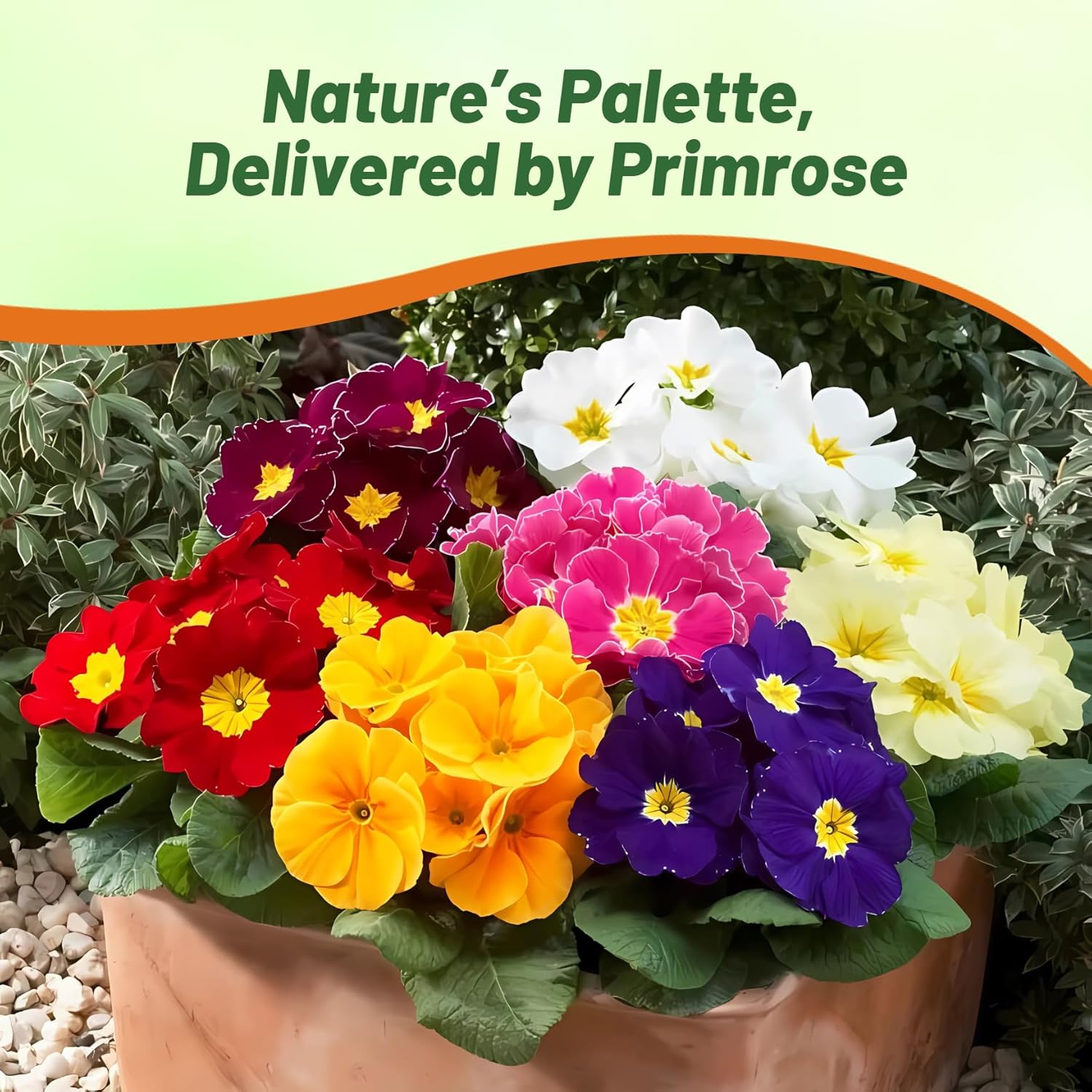 Common Primrose Acaulis Grower Select Flowers