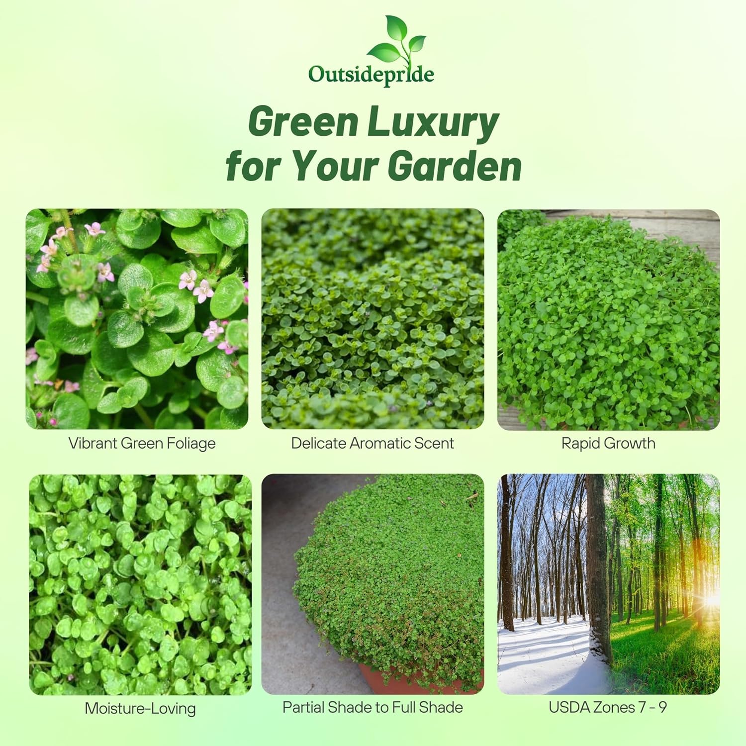 Corsican Mini Mint Low Growing Groundcover