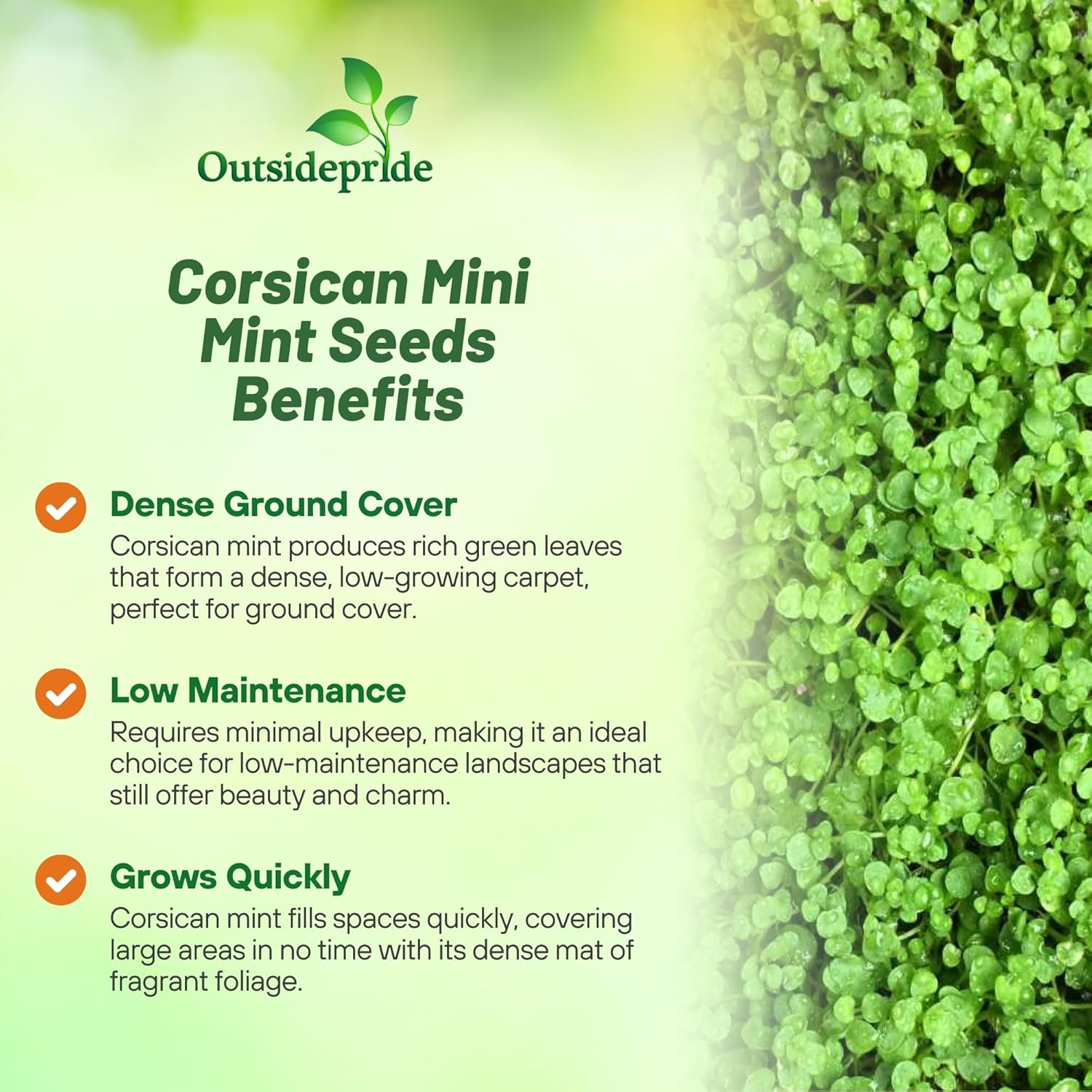 Corsican Mini Mint Ground Cover