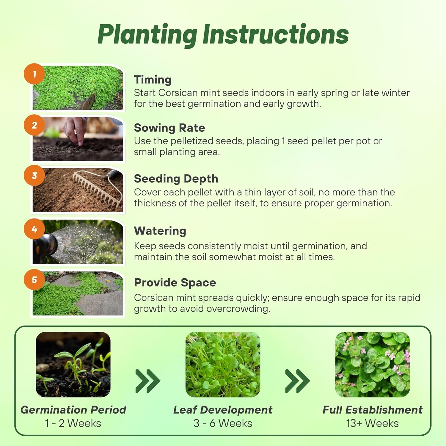 Corsican Mini Mint Planting Directions