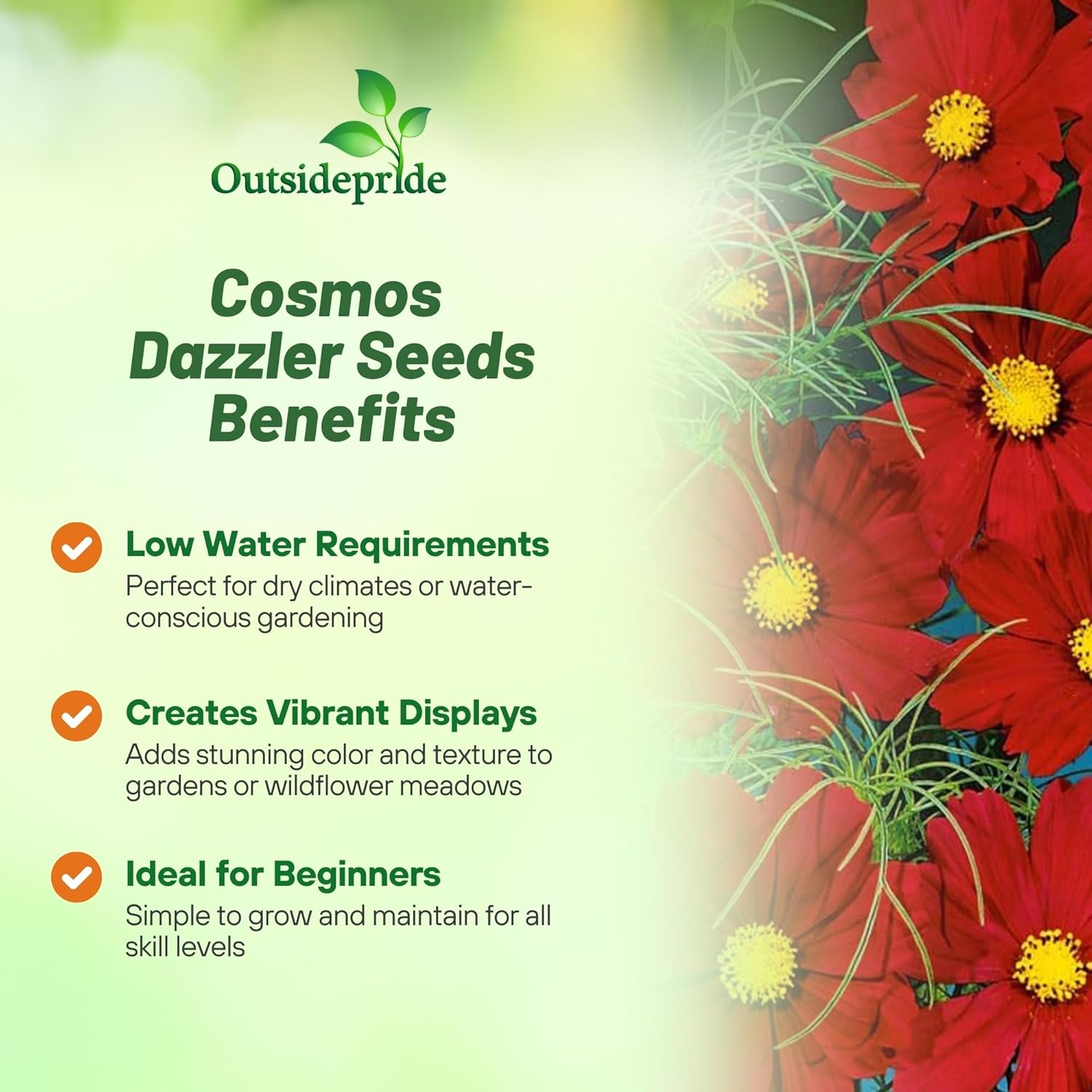 Cosmos Dazzler Planting Directions