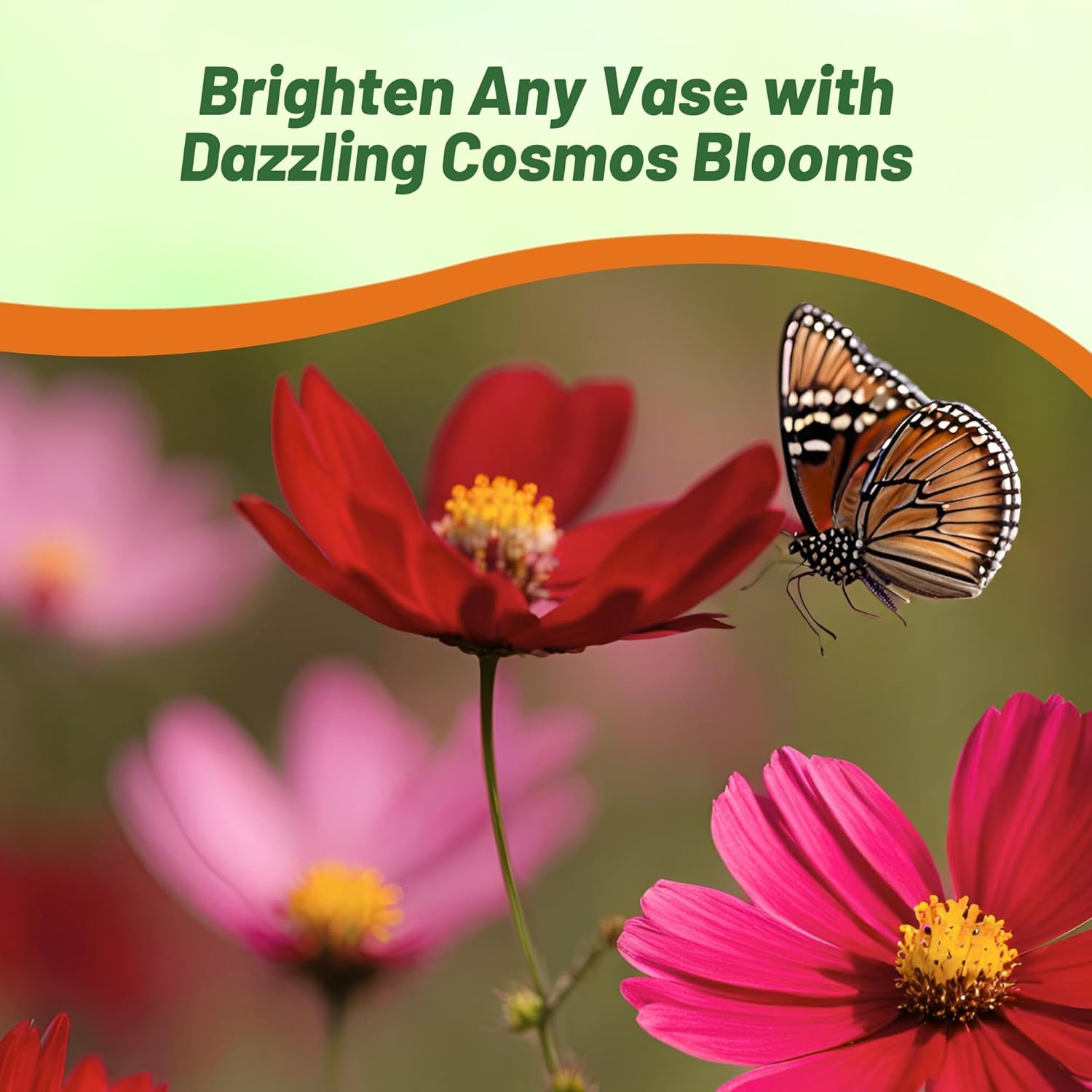 Cosmos Dazzler AAS Wildflower