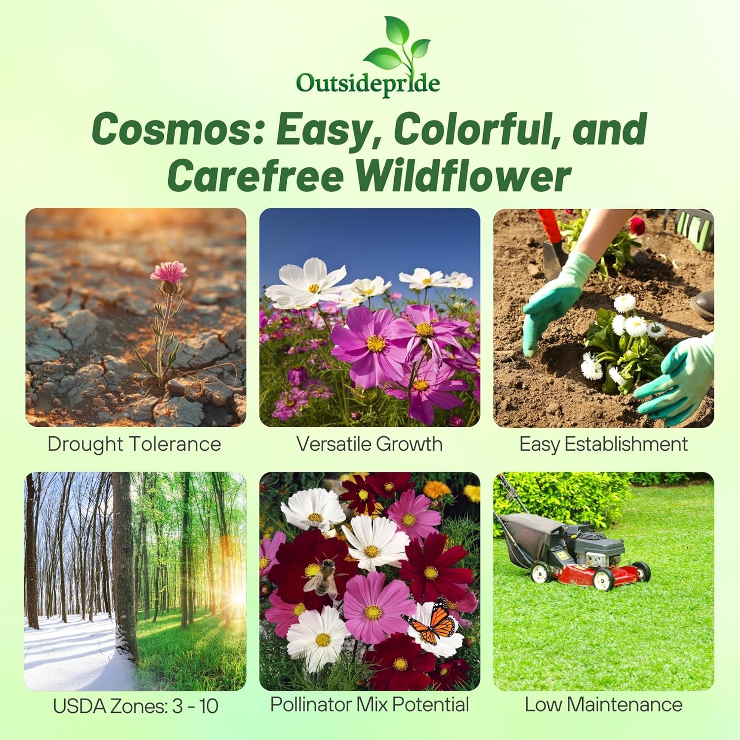 Cosmos Bipinnatus Flower Seed Mix