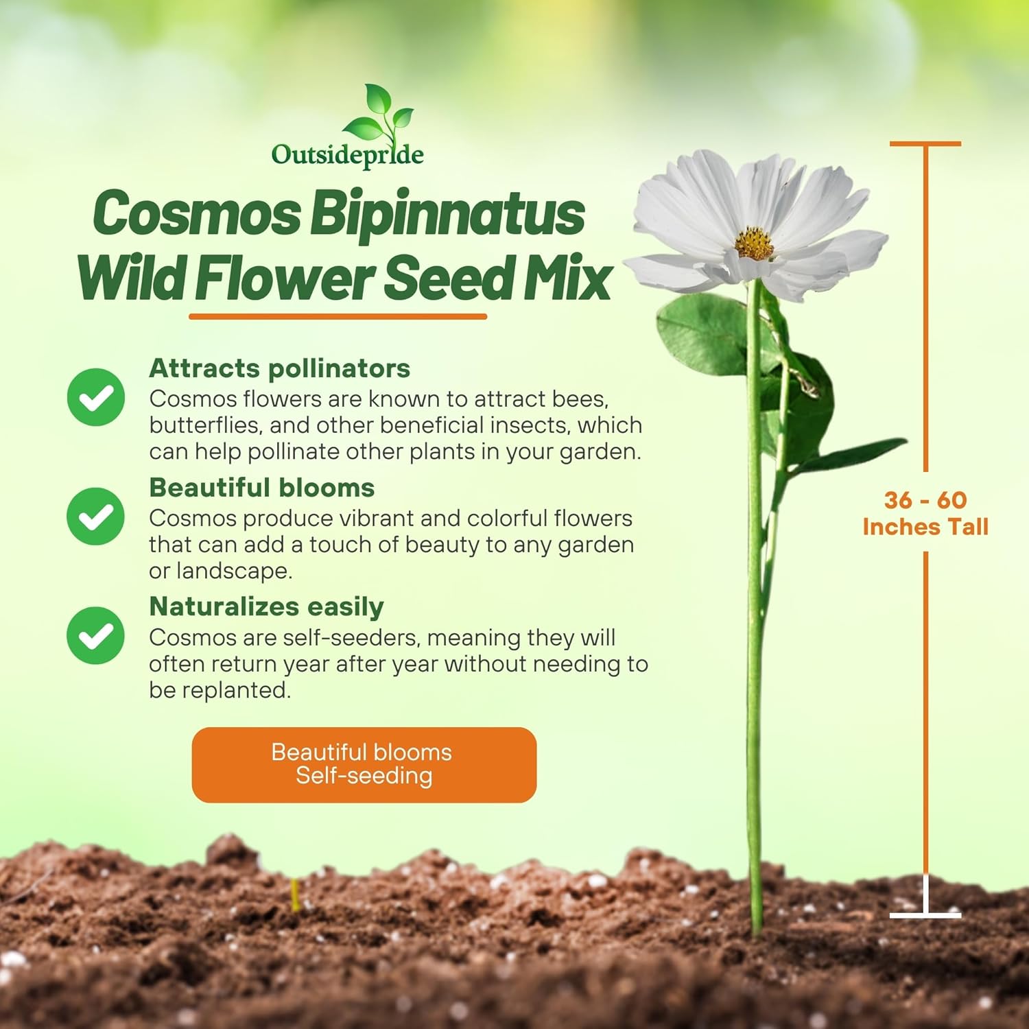 Cosmos Planting Directions