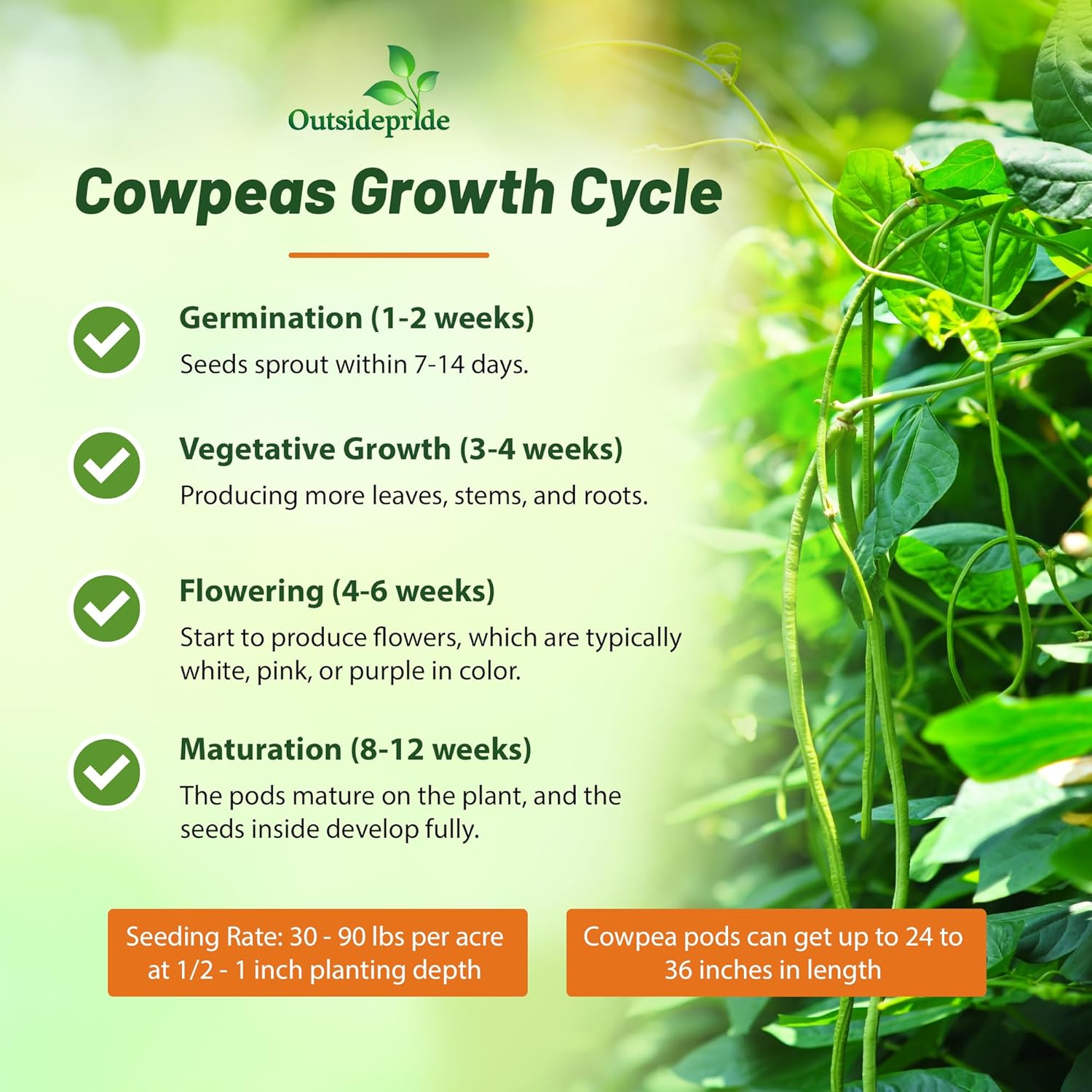 Cowpeas Growth Cycle