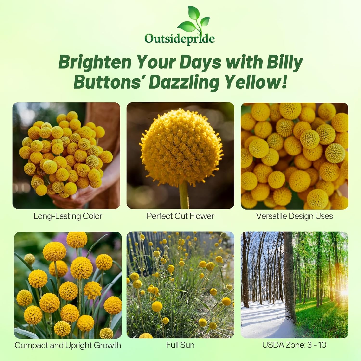 Craspedia Billy Buttons