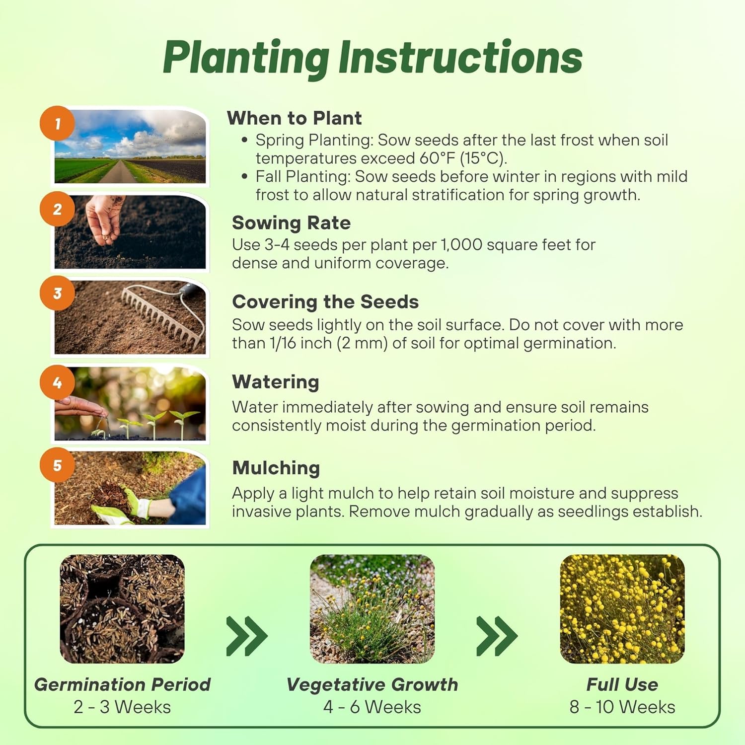 Craspedia Globosa Planting Directions