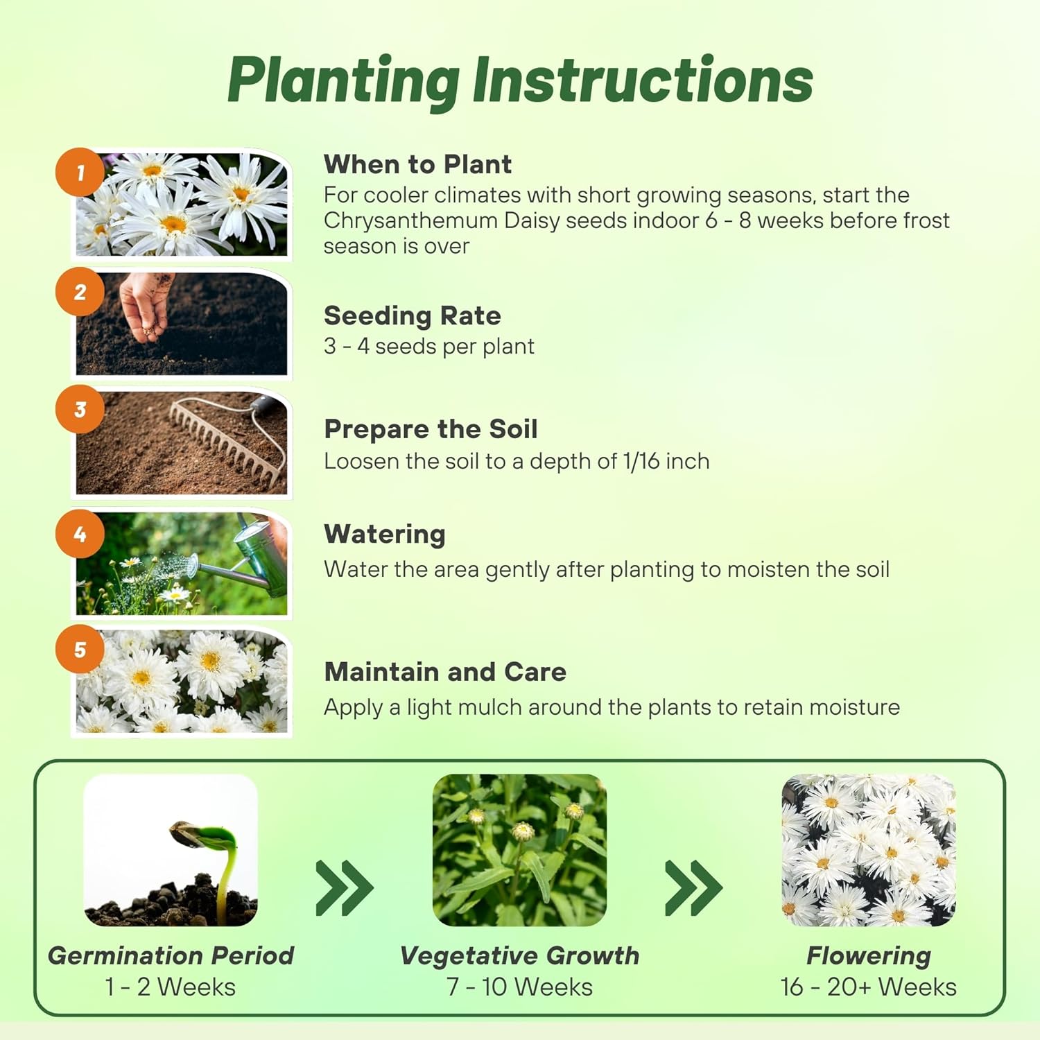 Shasta Daisy Crazy Daisy Planting Directions