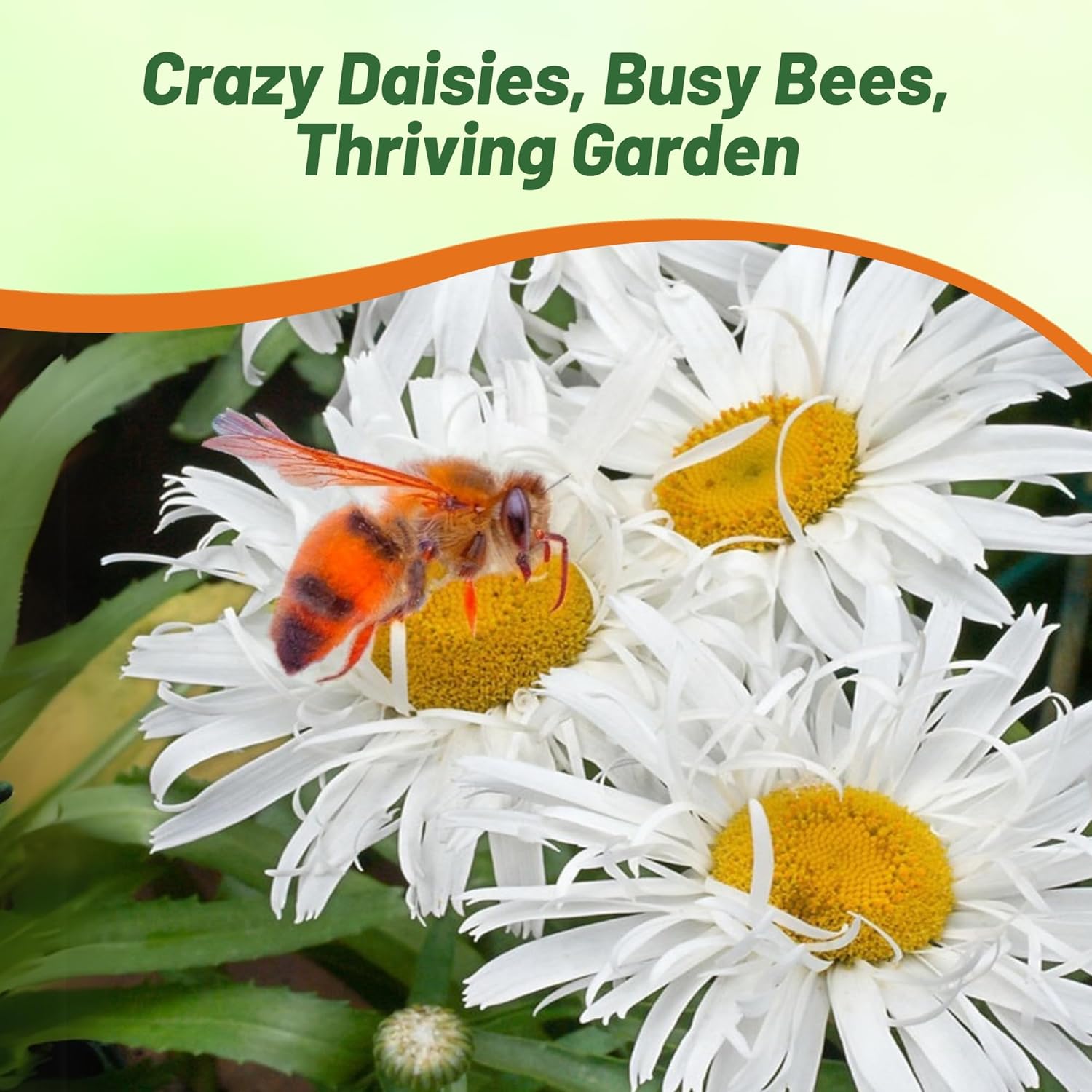 Shasta Daisy Crazy Daisy Flower Garden