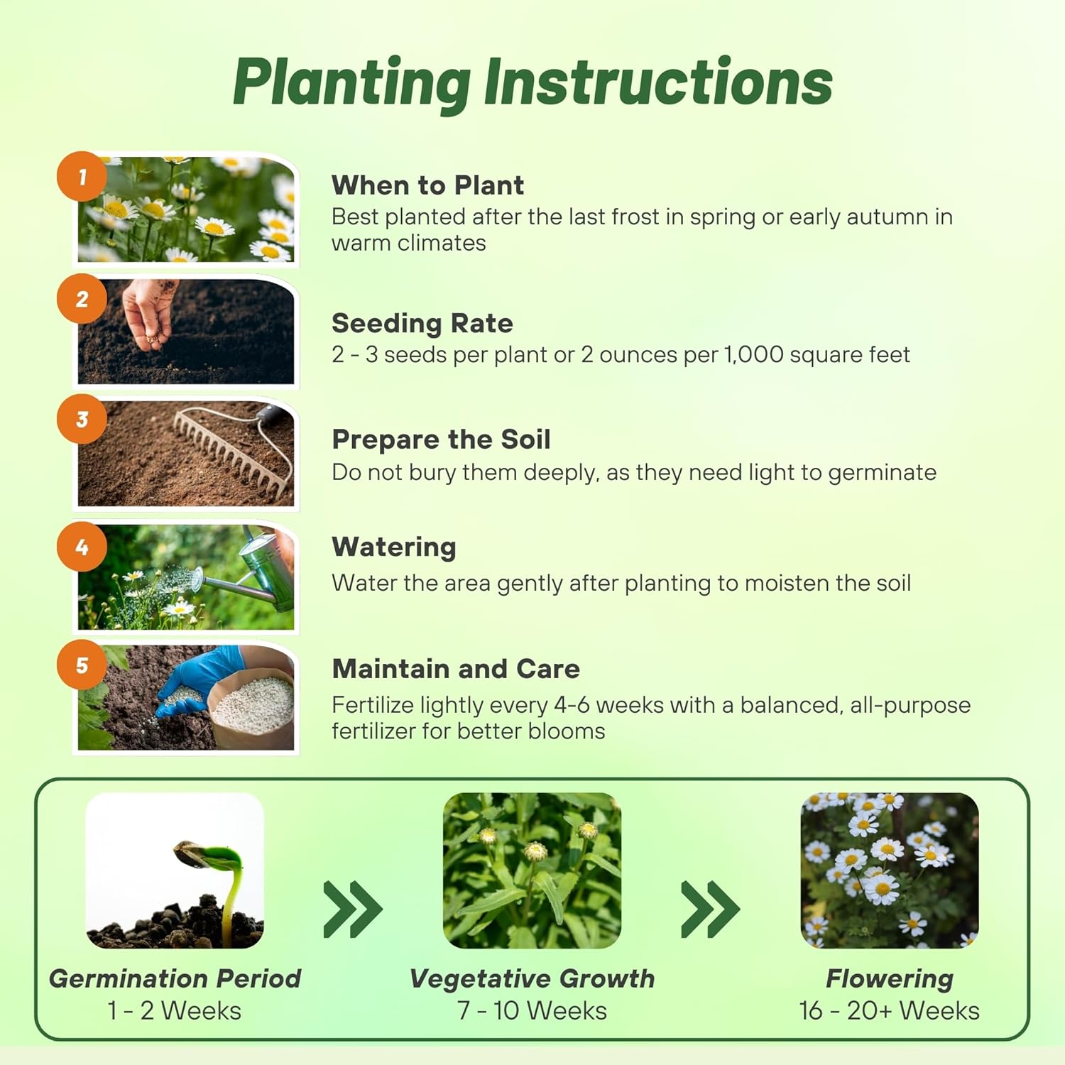 Chyrsanthemum Creeping Daisy Planting Directions