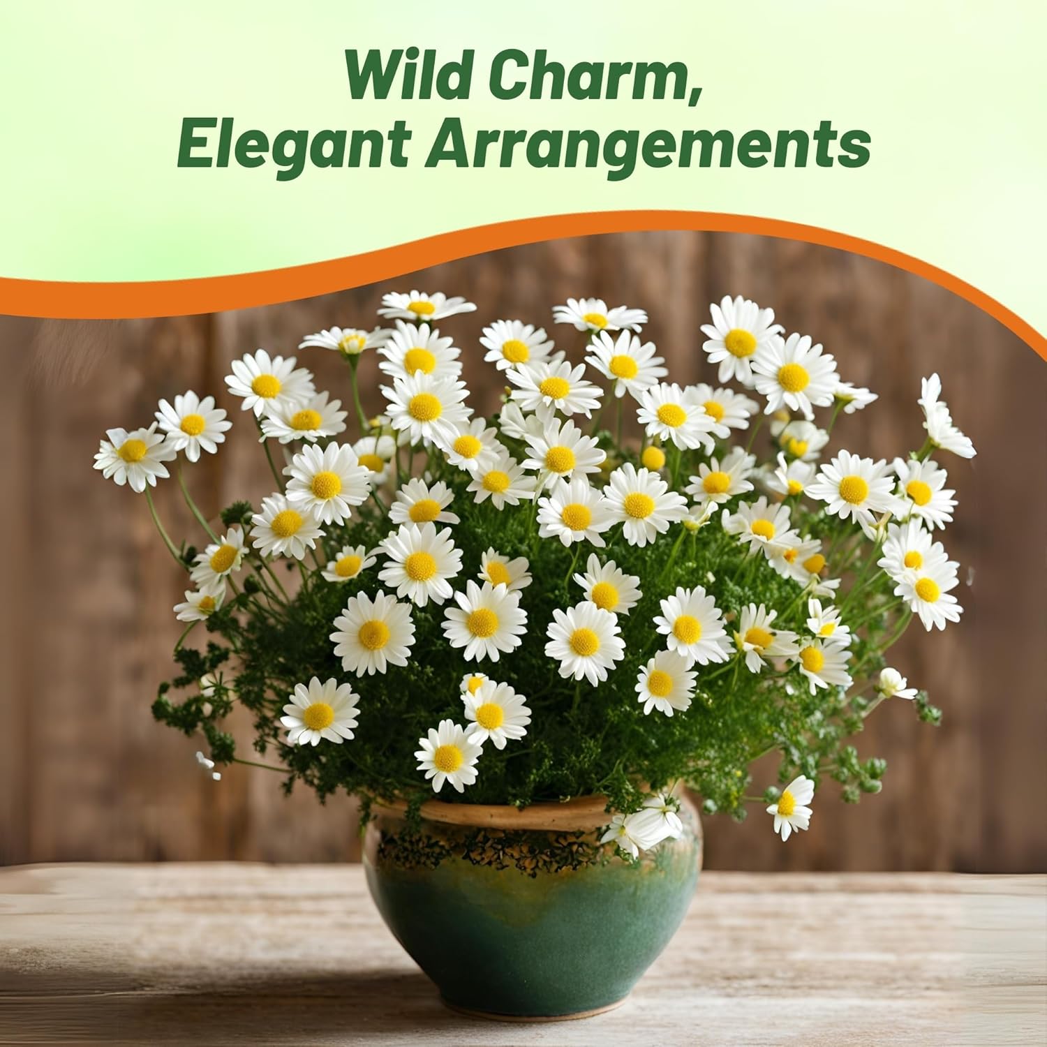 Chyrsanthemum Creeping Daisy Flower Seeds