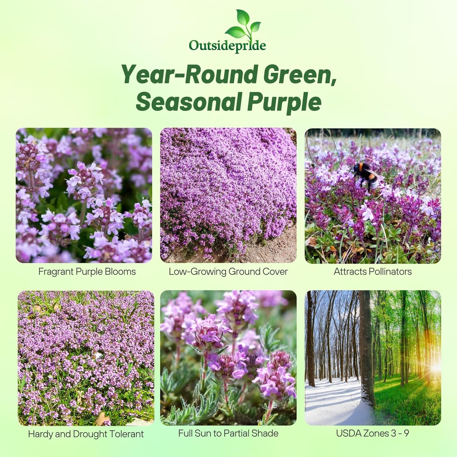 Thymus Serpyllum Dwarf Groundcover