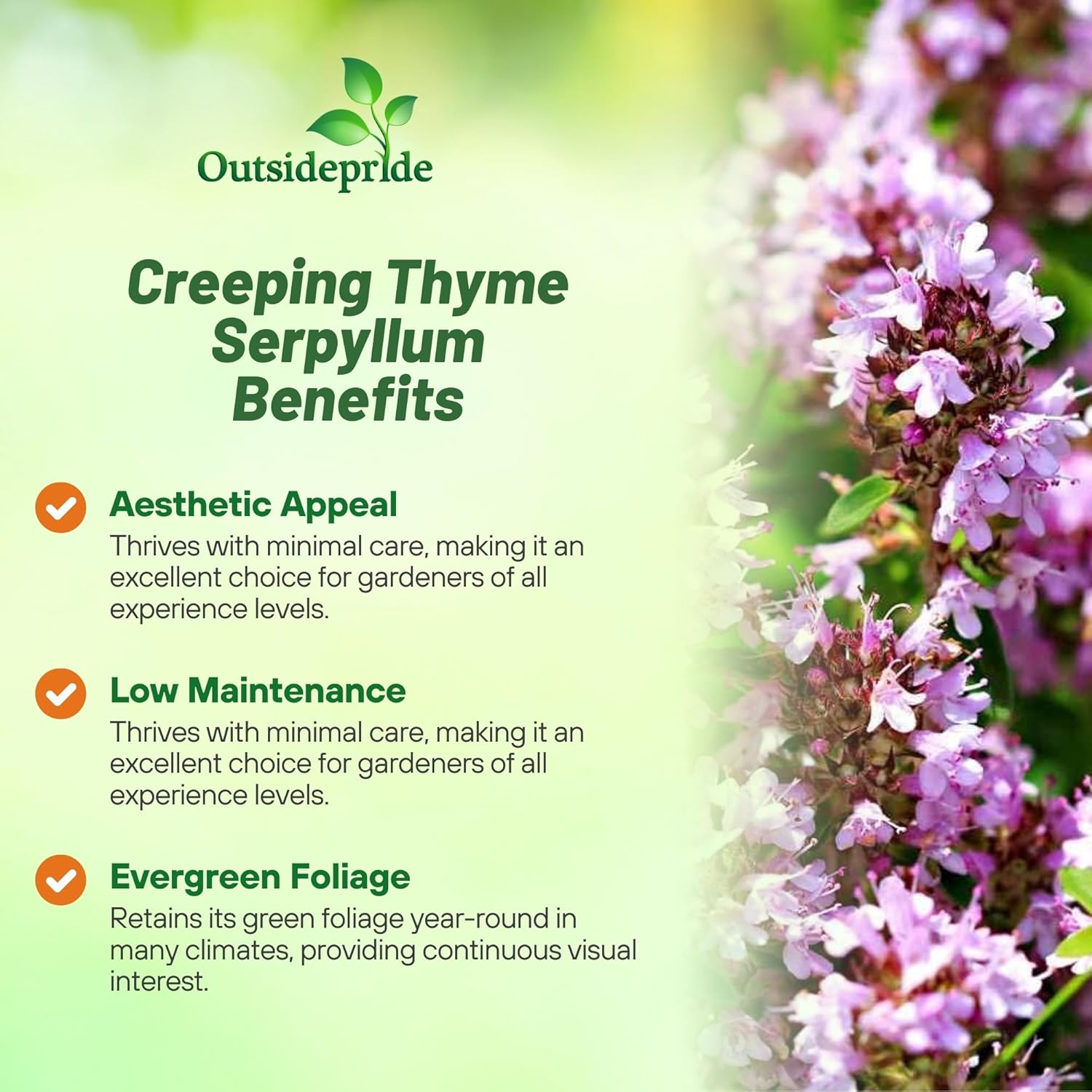 Thymus Serpyllum Ground Cover Plants