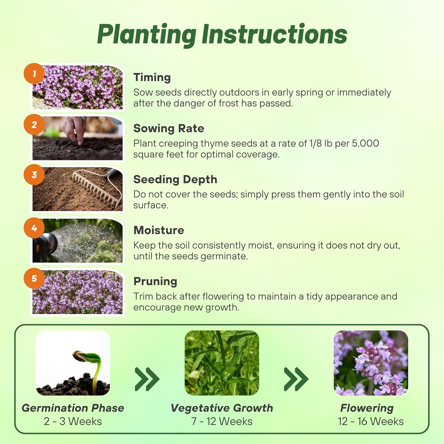 Creeping Thyme Planting Directions