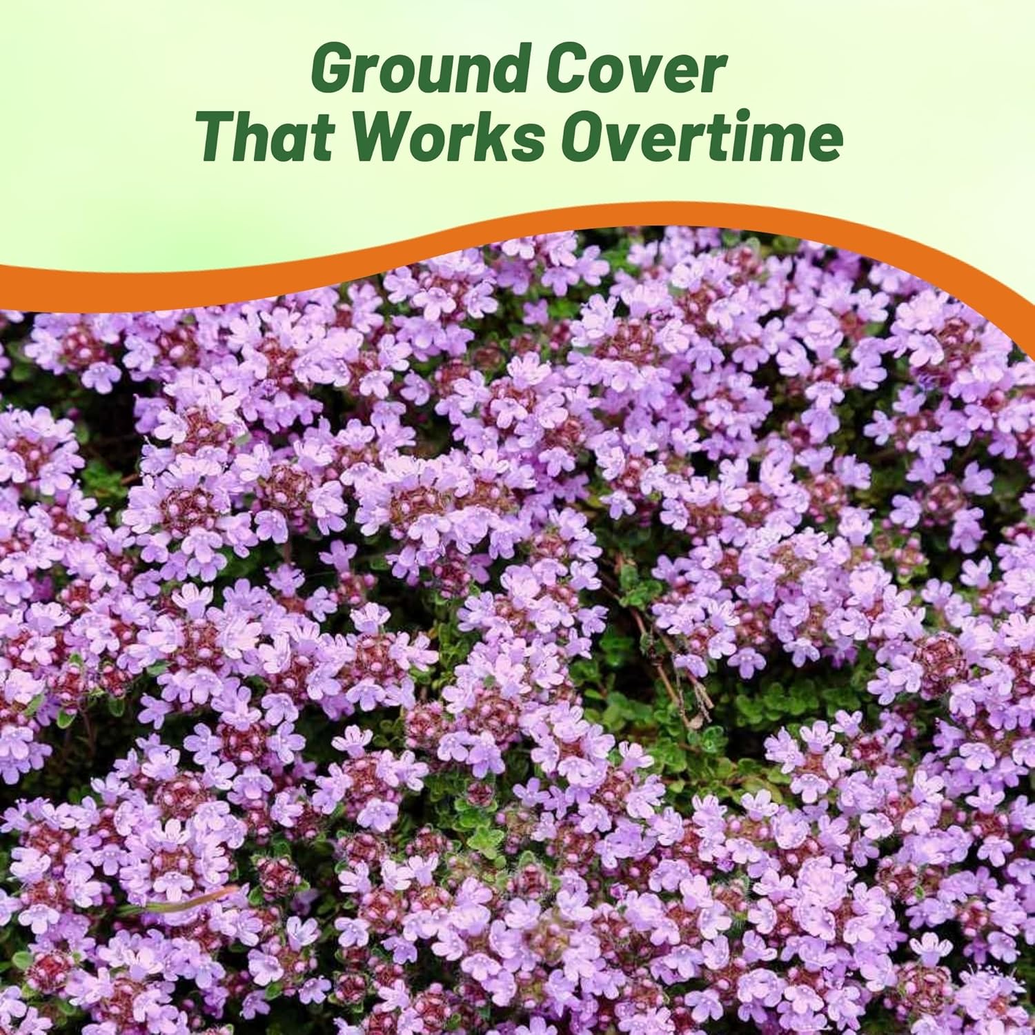 Creeping Thyme Low Growing Groundcover