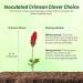 Crimson Clover Plants