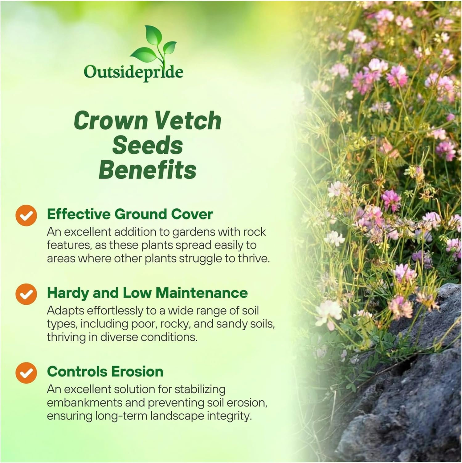 Crown Vetch Erosion Control