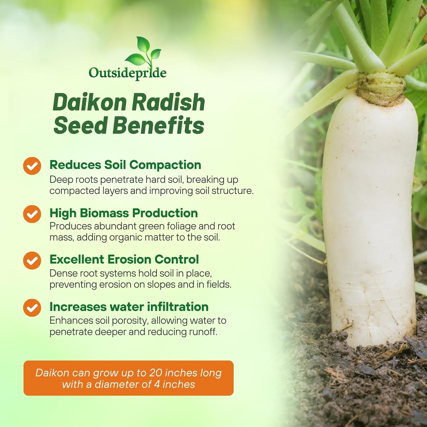 Daikon Radish Seeds For Cover Crop Planting