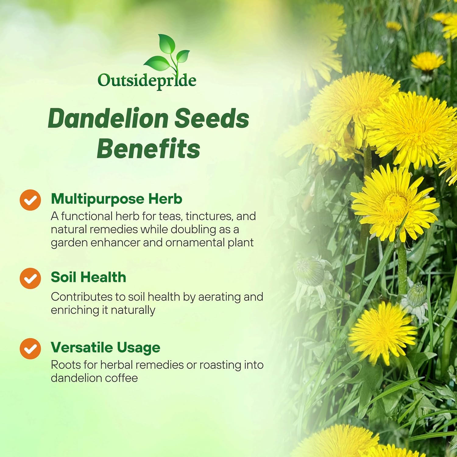 Dandelion Seeds