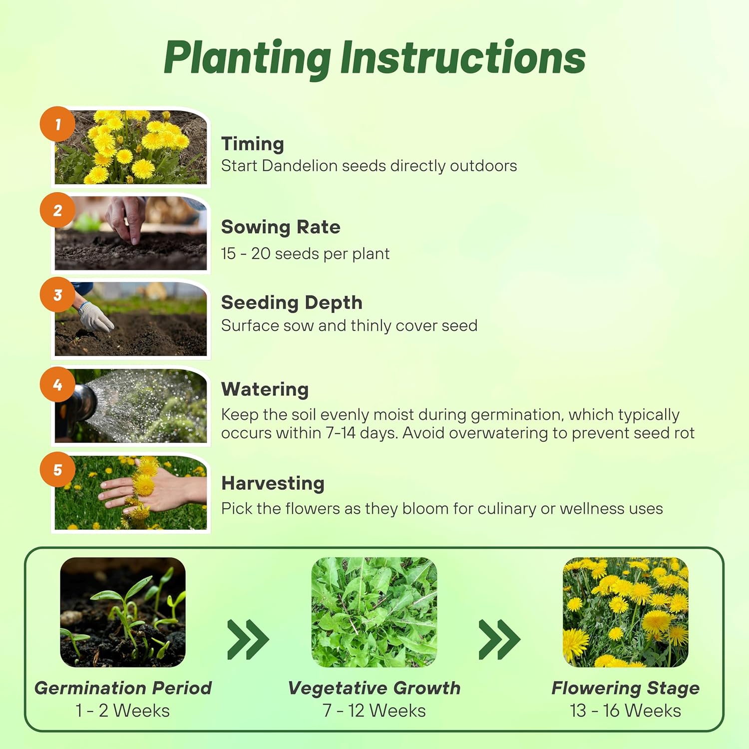 Dandelion Planting Directions