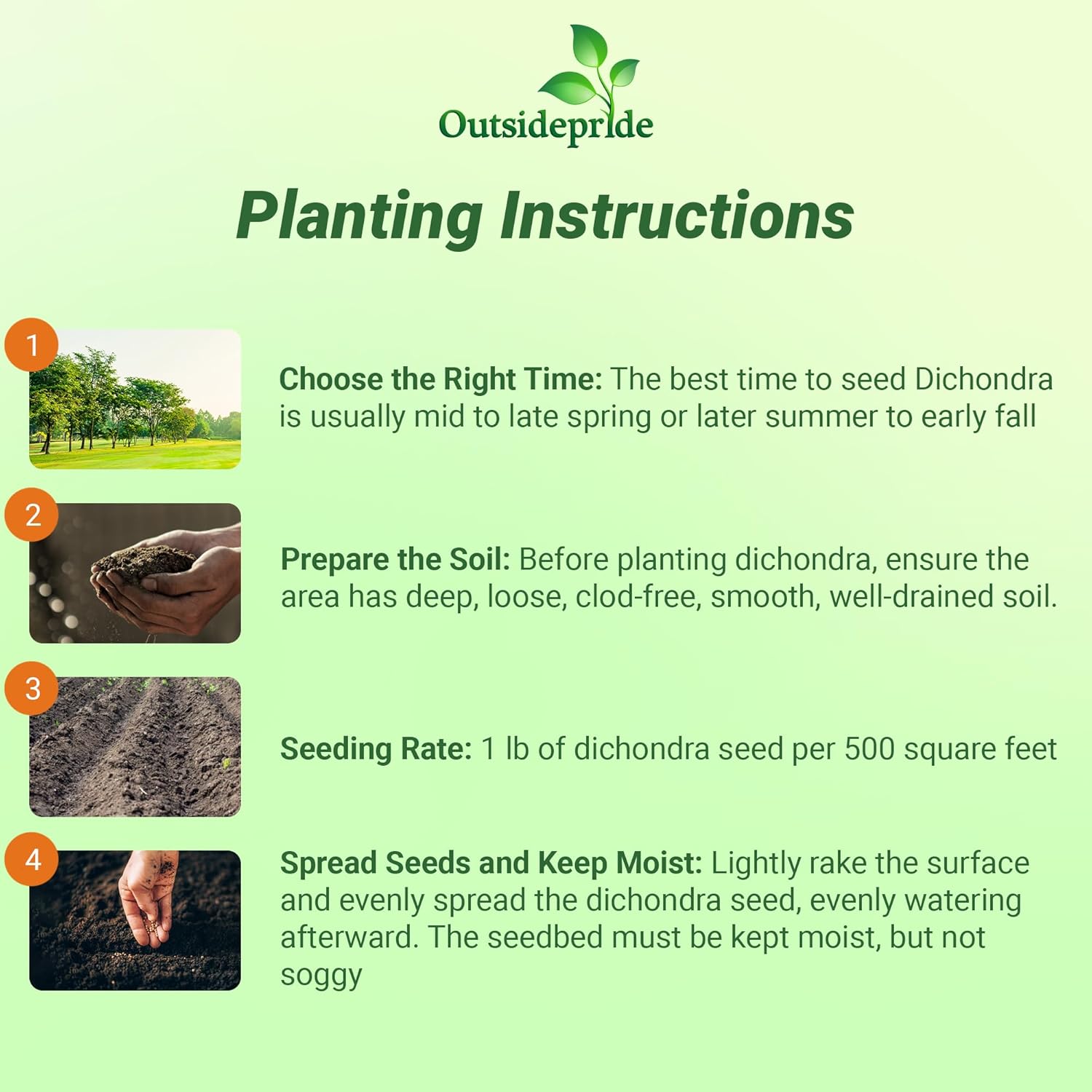 Dichondra Planting Directions