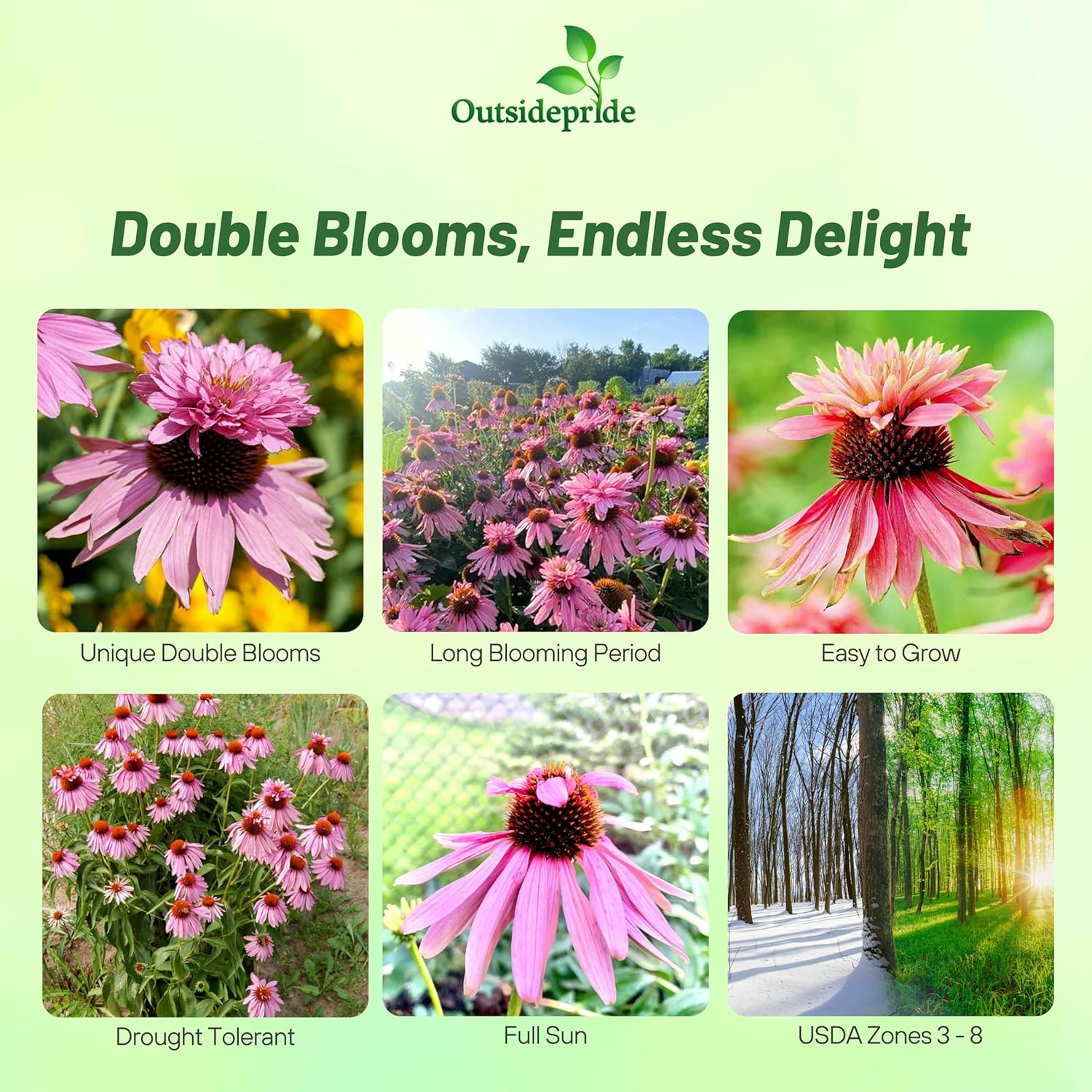 Purple Coneflower Doubledecker Garden Flowers