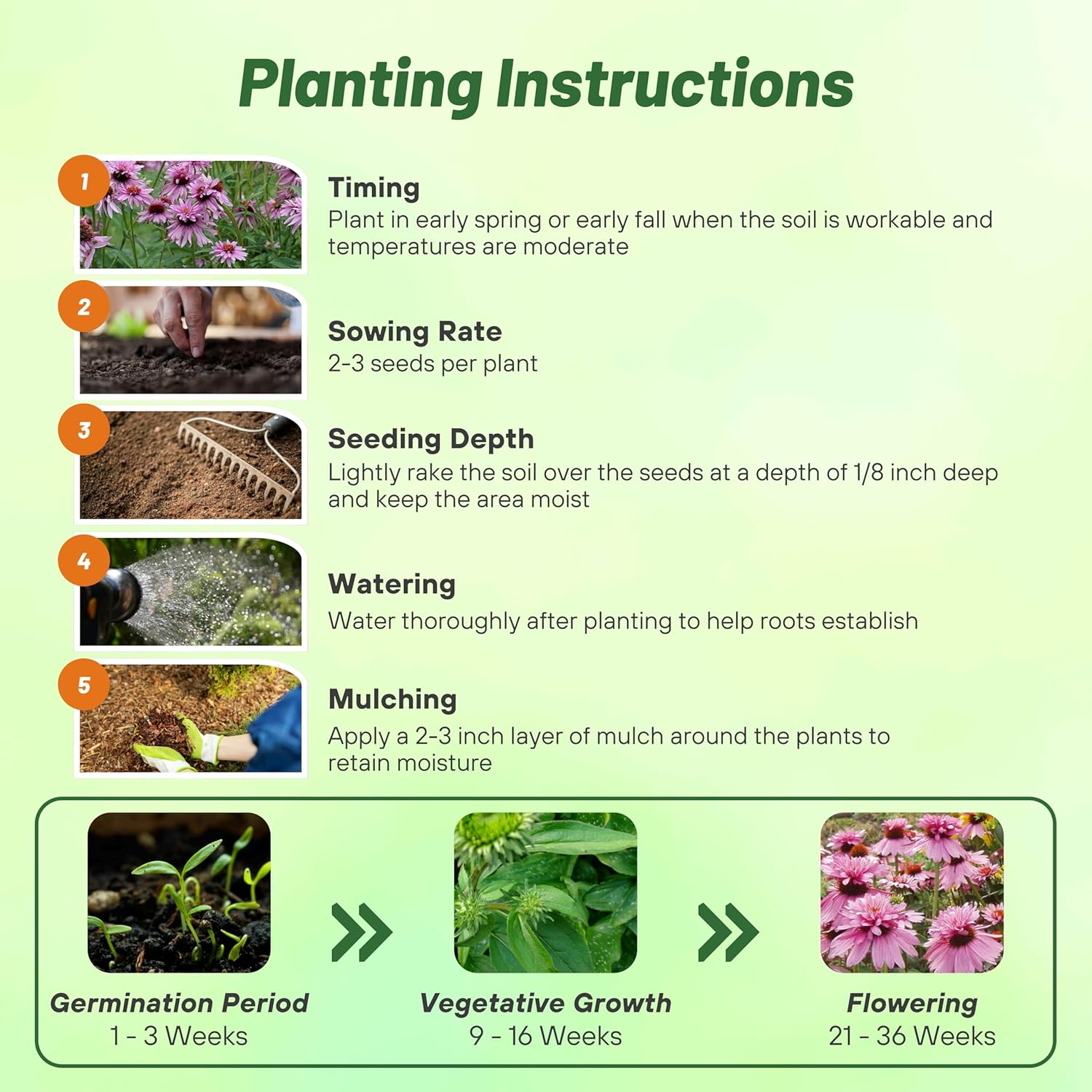 Echinacea Purpurea Doubledecker Planting Directions