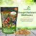 Dryland Wild Flowers Seed Bag