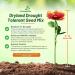 Dryland Wild Flower Seed