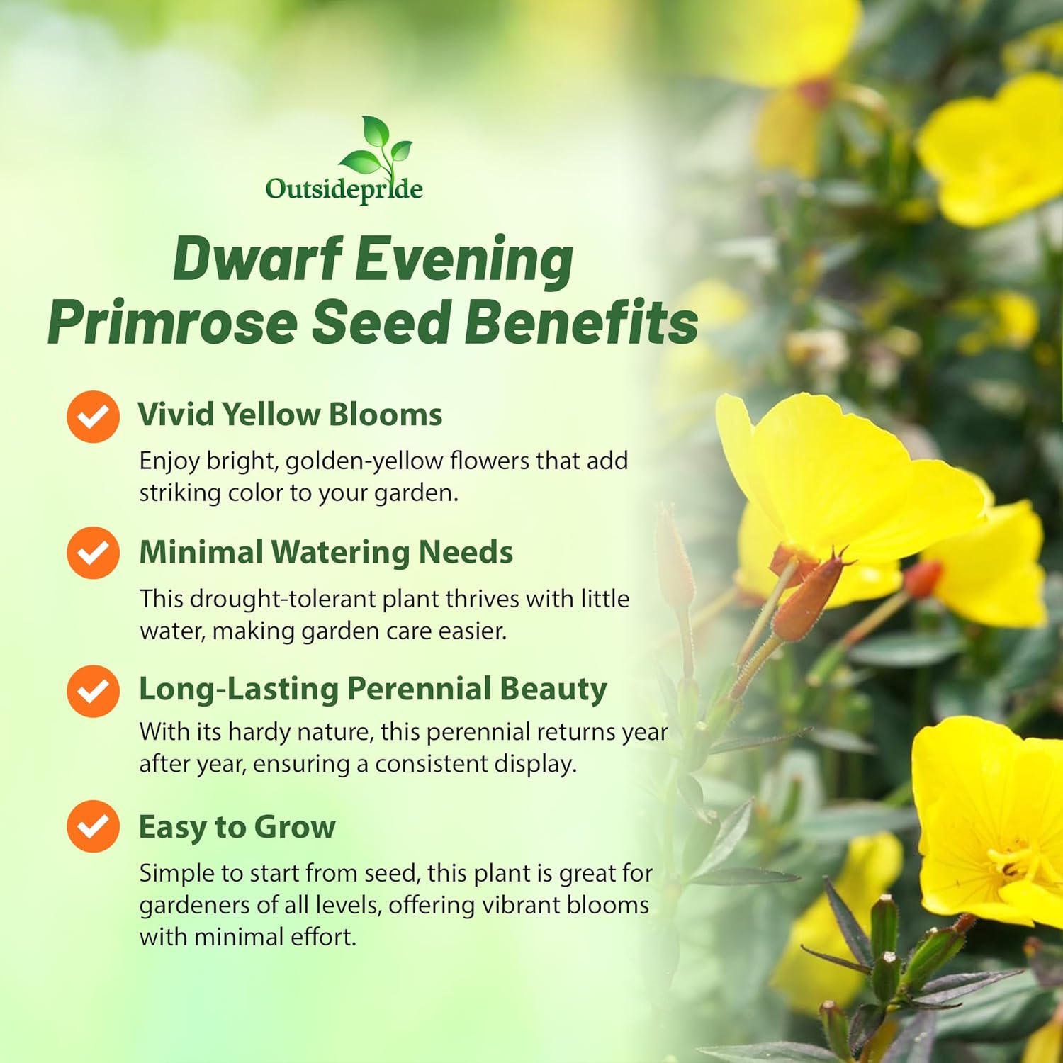 Dwarf Evening Primrose Meadow