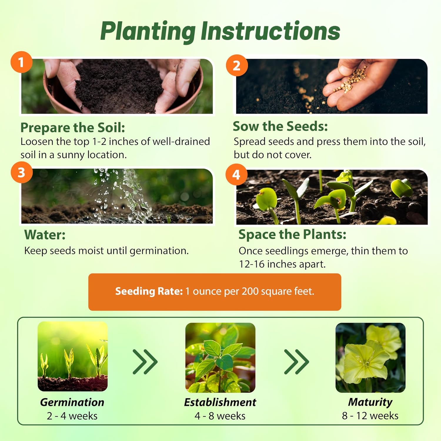 Dwarf Evening Primrose Planting Directions