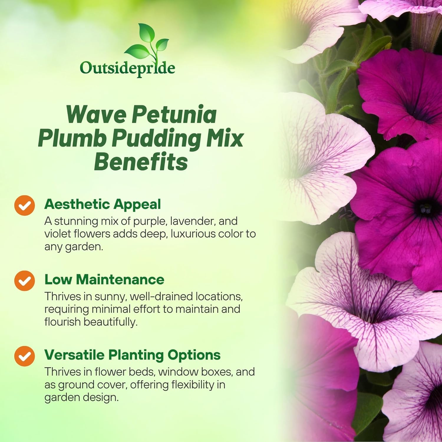 Easy Wave Plumb Pudding Petunia Planting