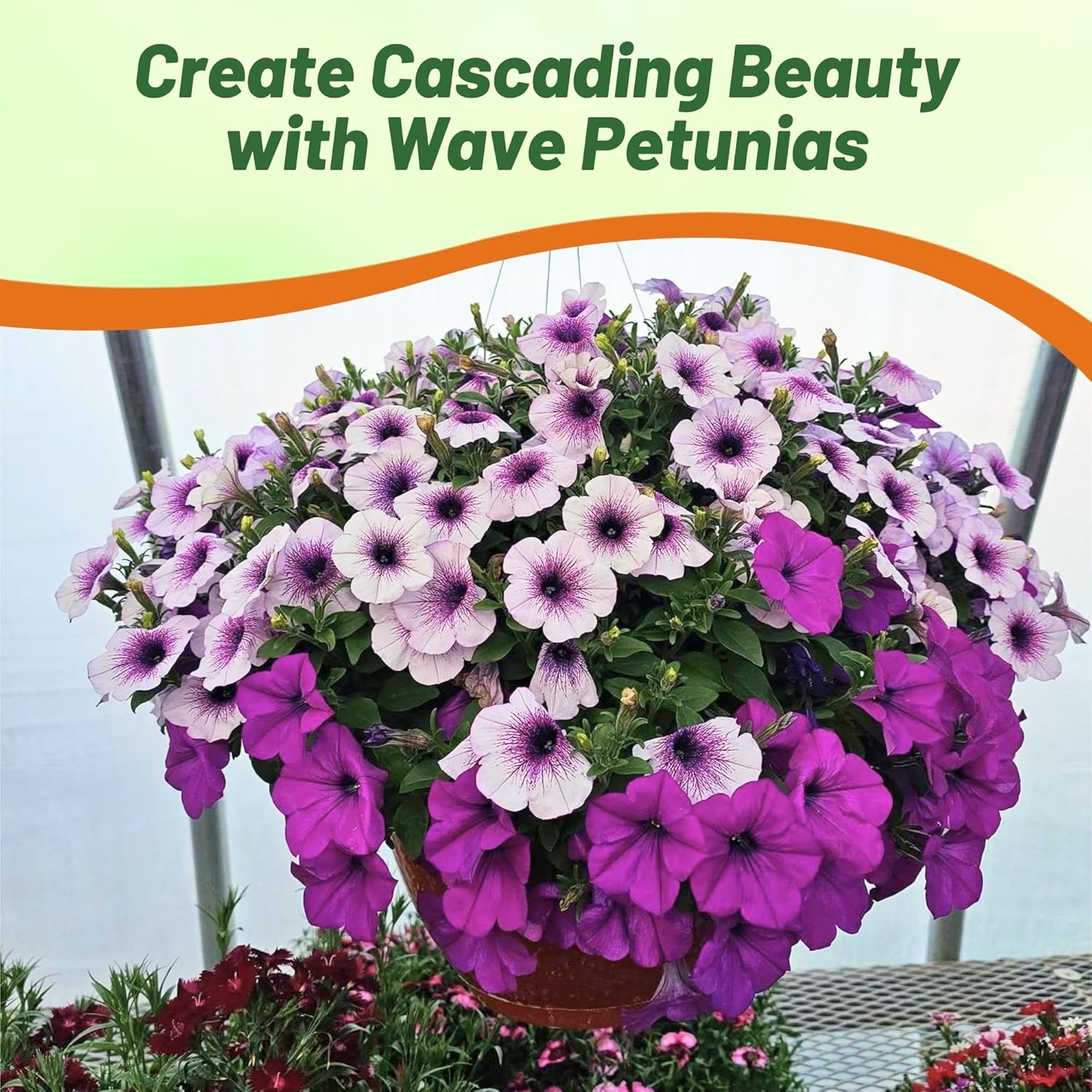 Easy Wave Plumb Pudding Petunia Seed