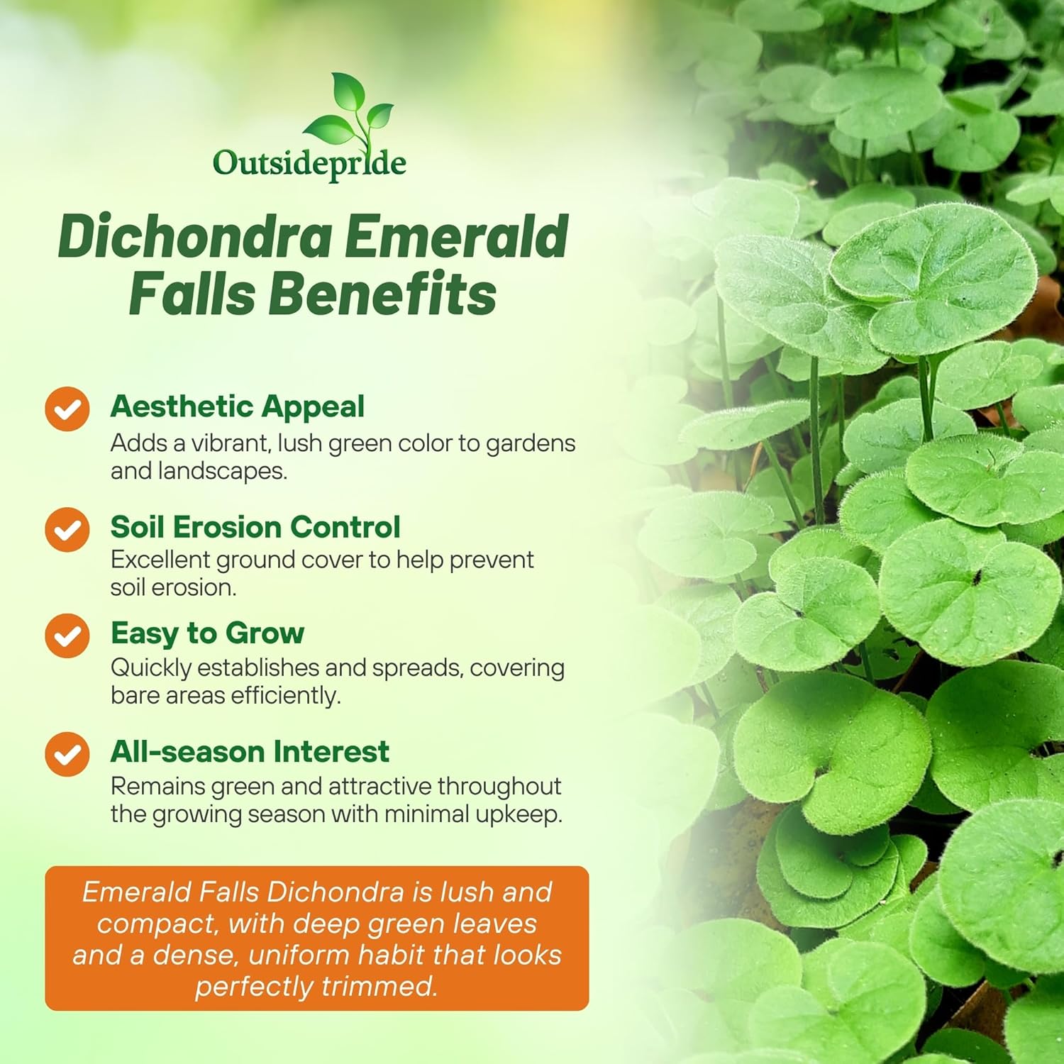 Dichondra Emerald Ground Cover