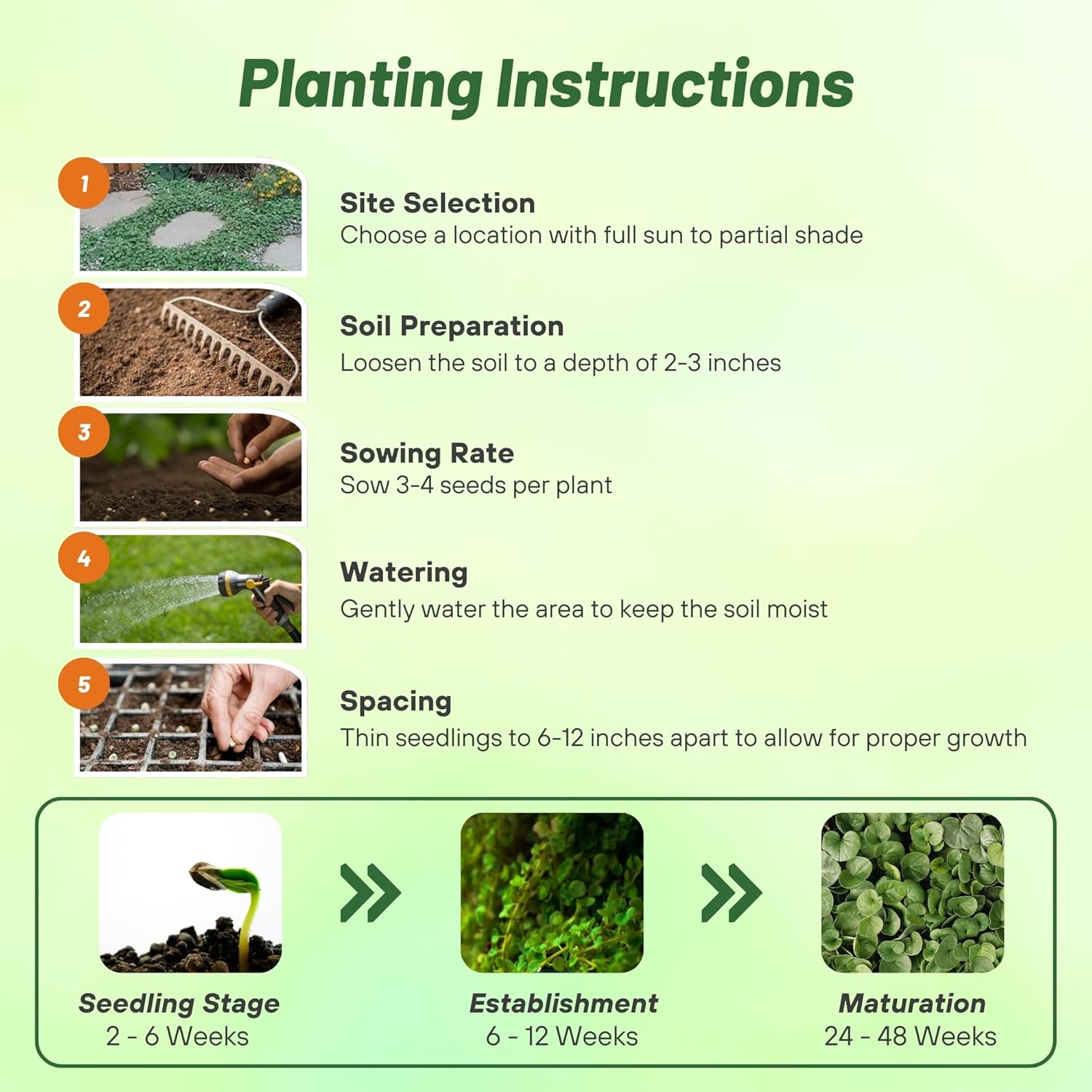 Dichondra Emerald Planting Directions