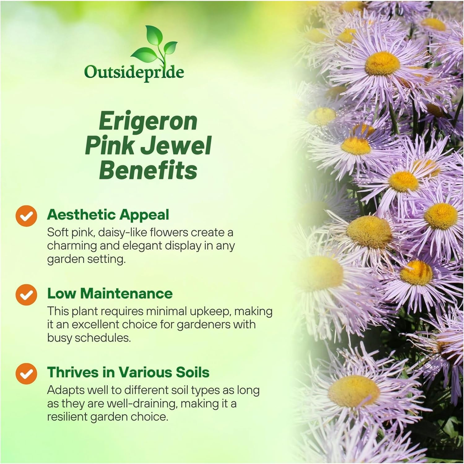 Perennial Erigeron Pink Jewel Groundcover