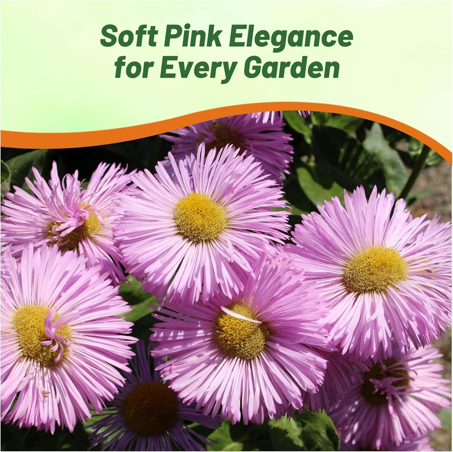 Erigeron Pink Jewel Low Growing Plants