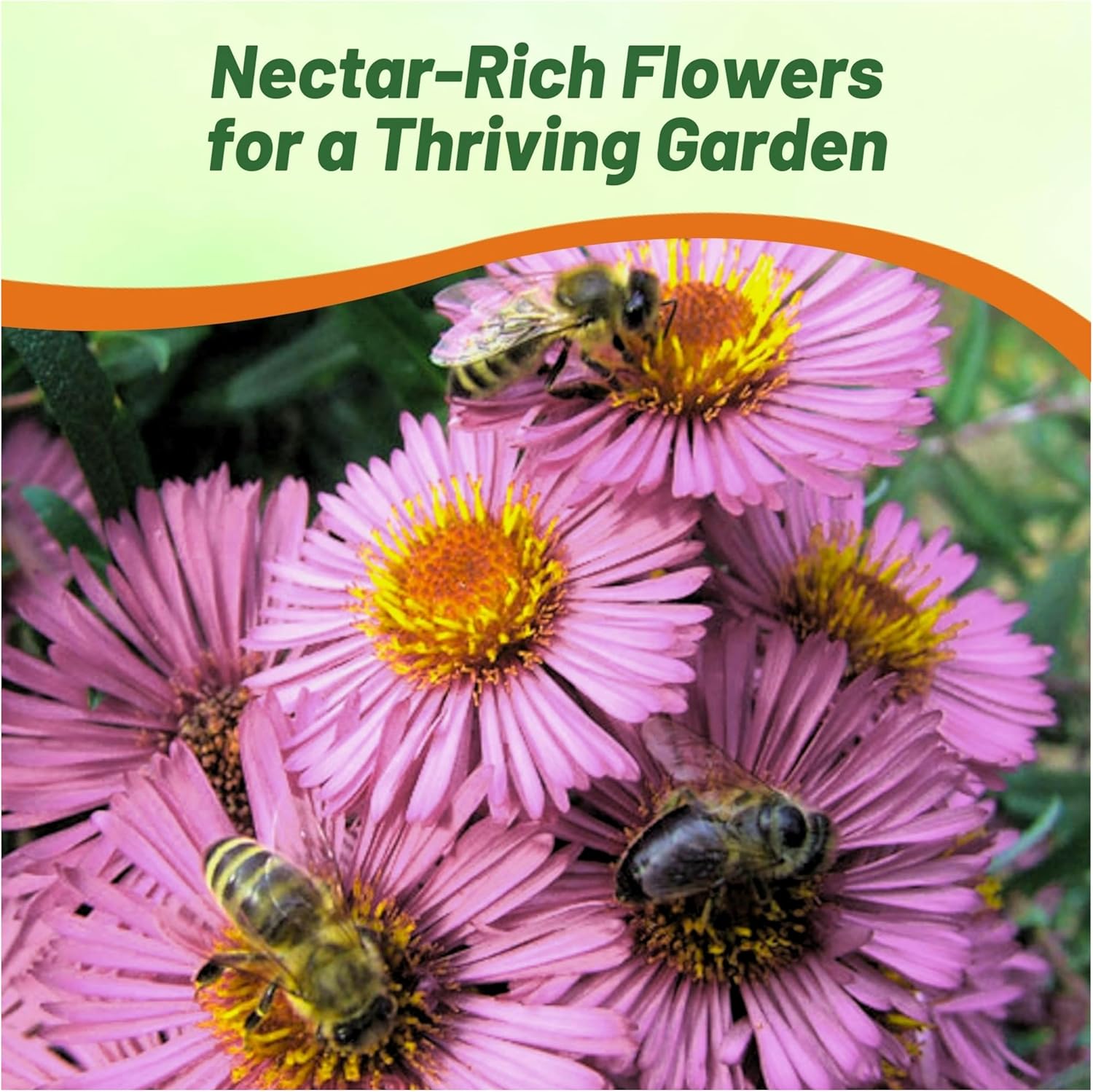 Perennial Erigeron Pink Jewel Seeds