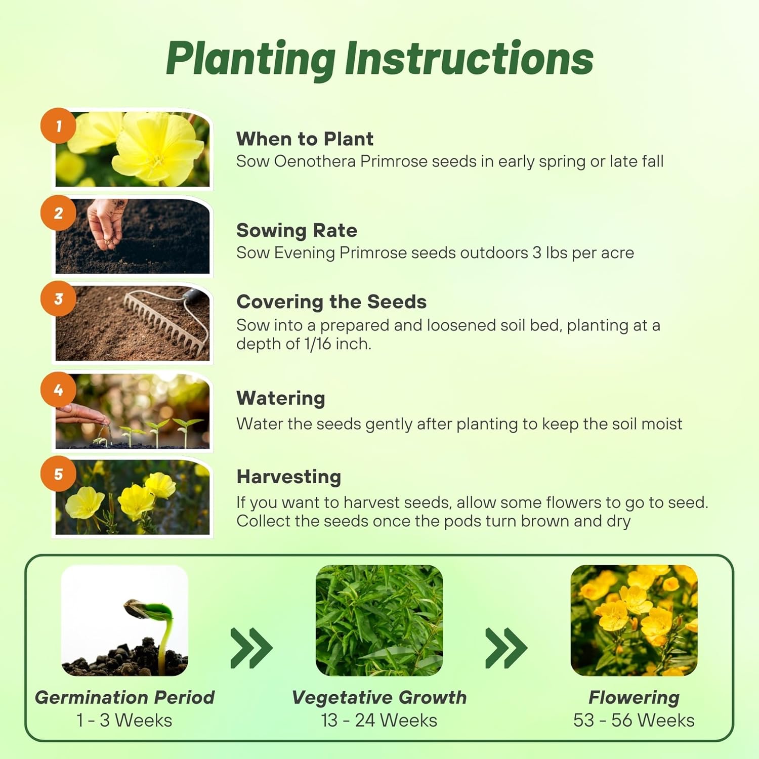 Evening Primrose Planting Directions