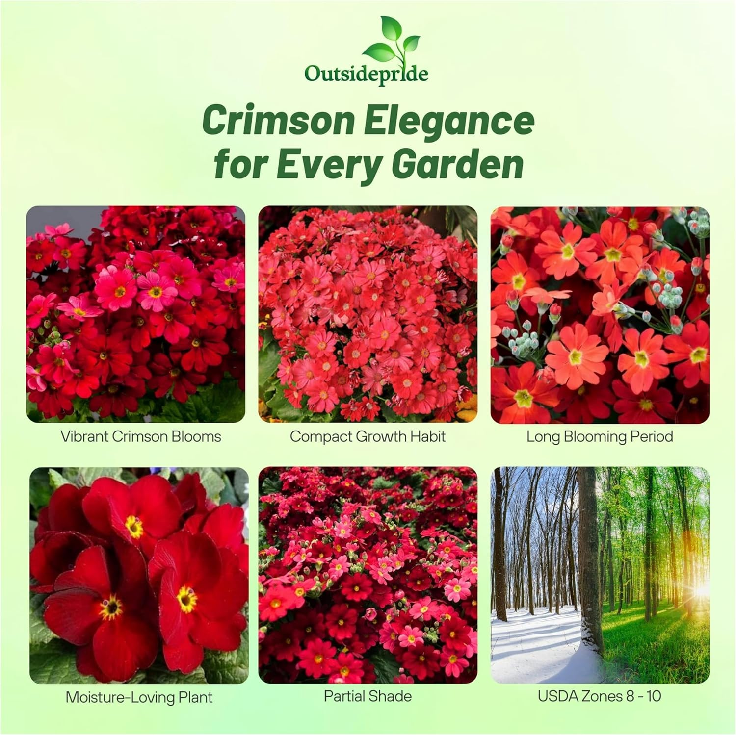 Fairy Primrose Crimson Flower Seeds