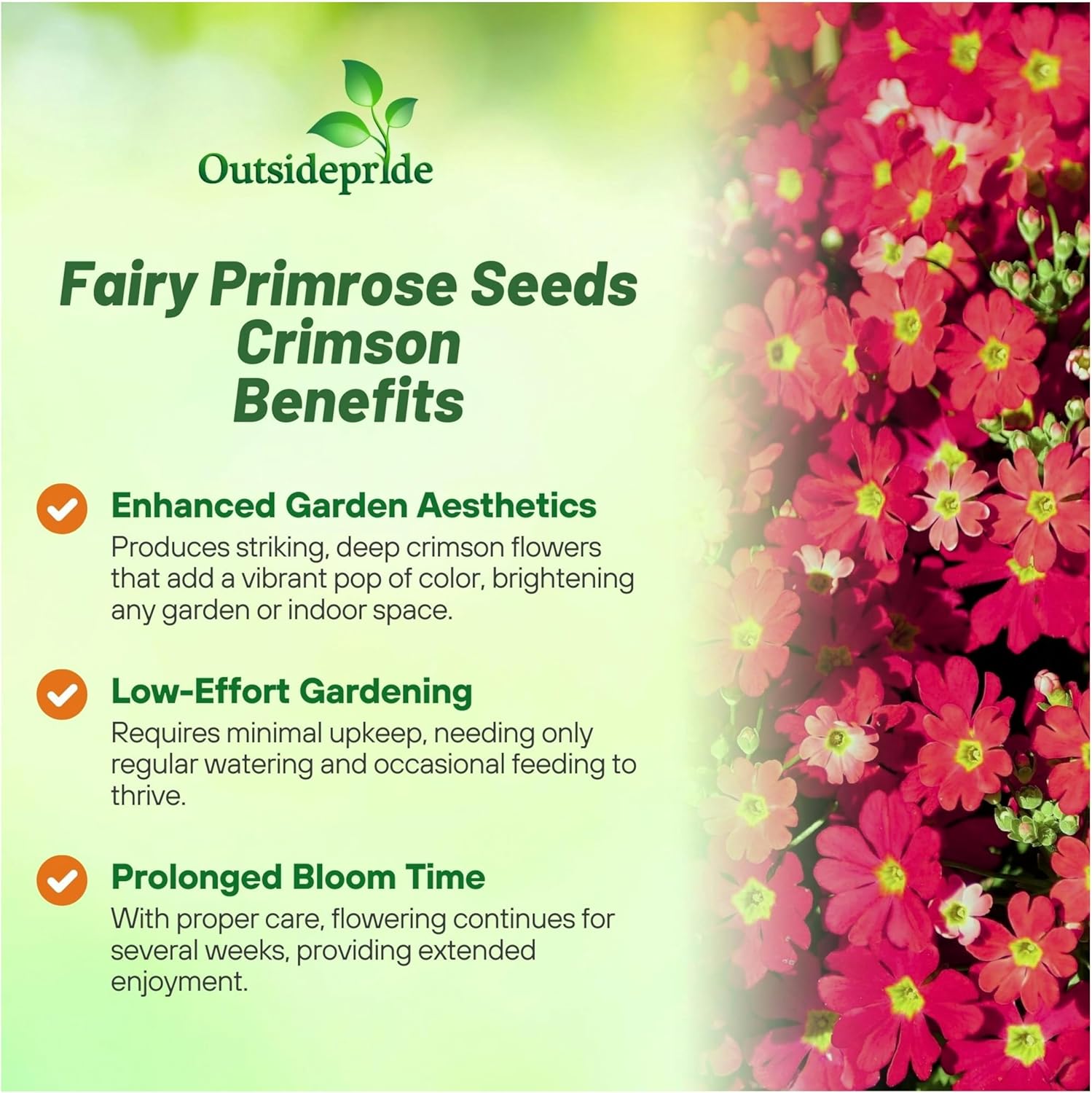 Fairy Primrose Crimson