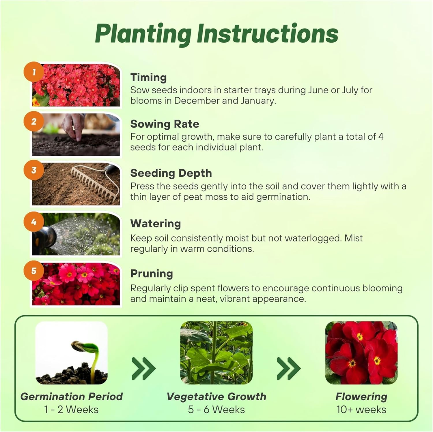 Primula Malacoides Crimson Planting Directions