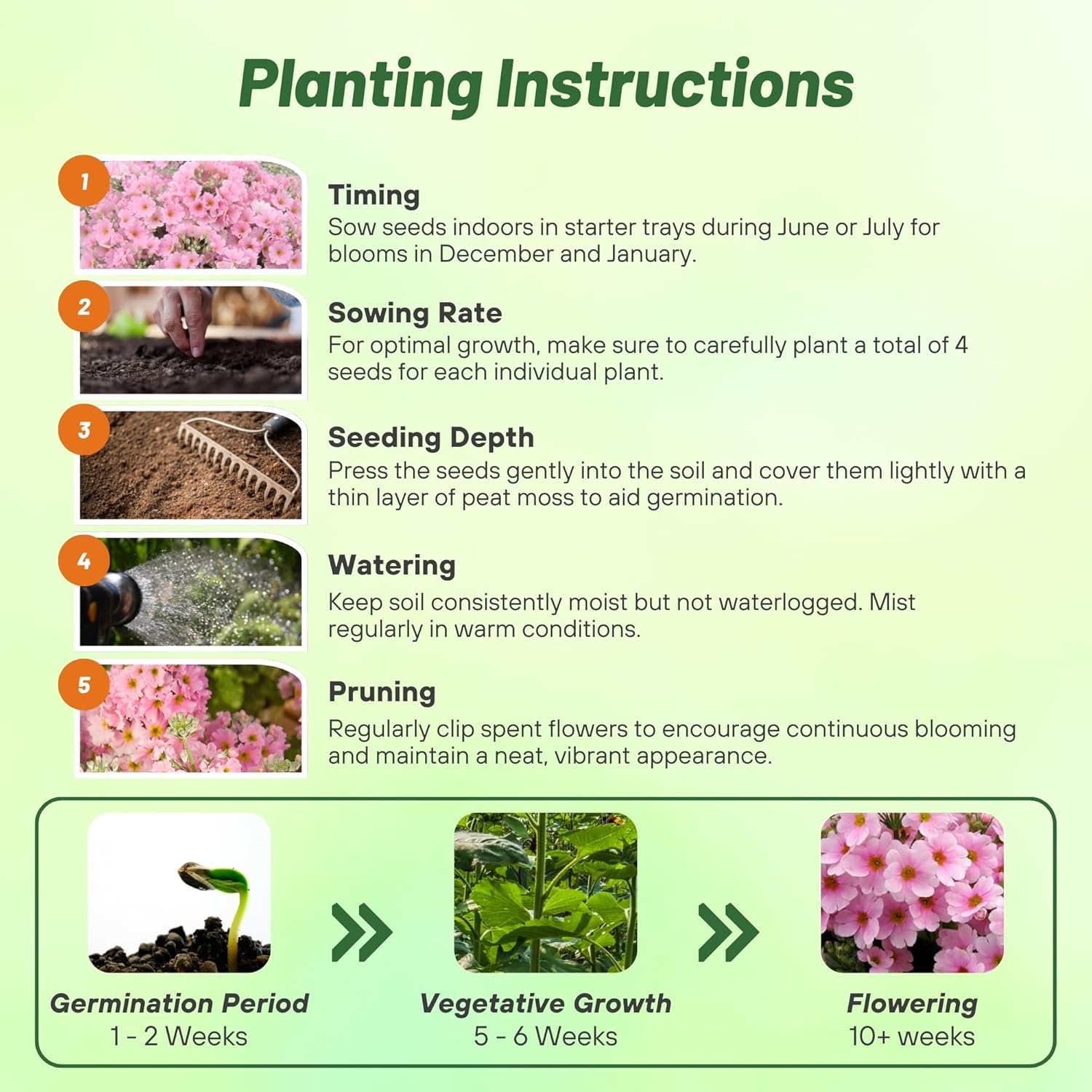 Primula Malacoides Pink Planting Directions