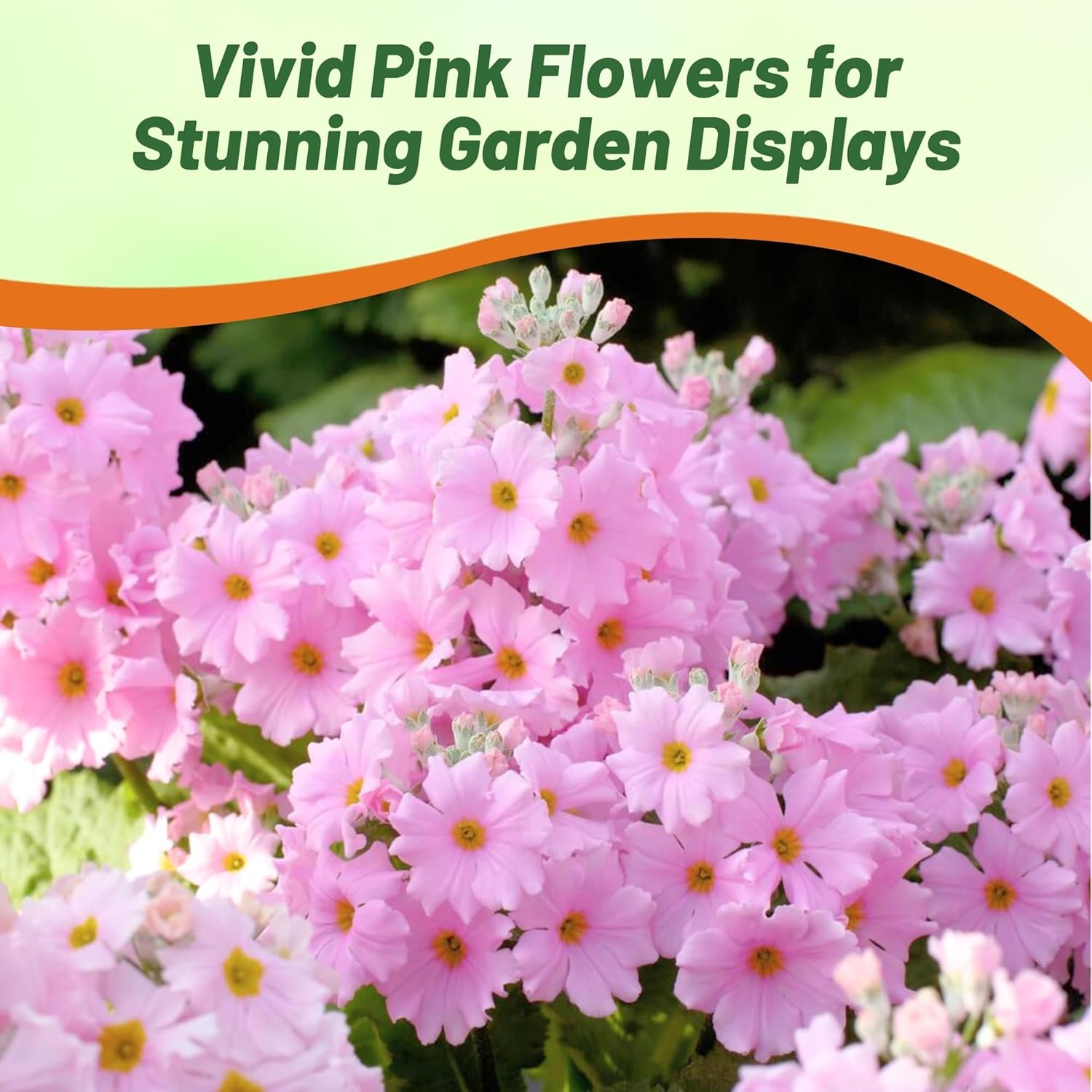 Fairy Primrose Pink Flower Garden