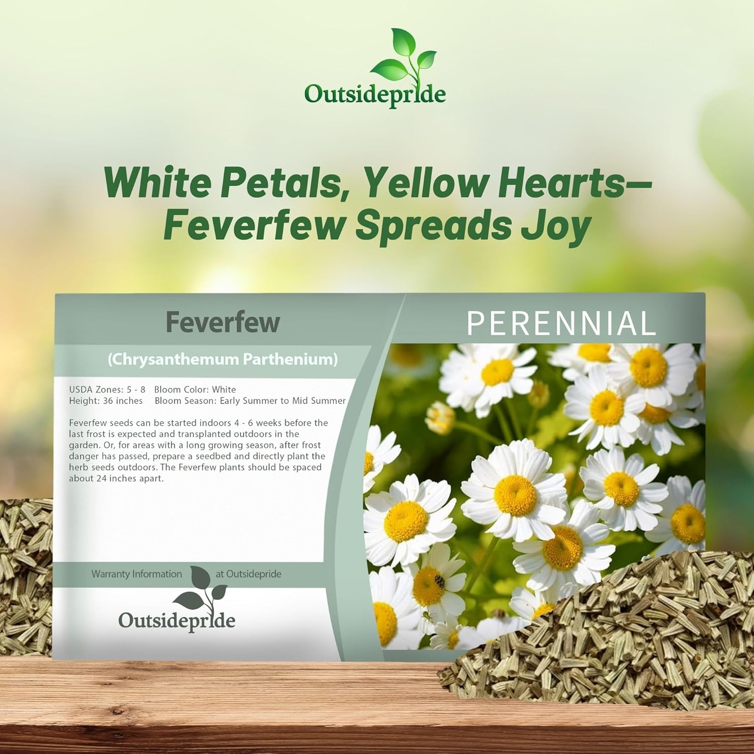 Chrysanthemum Parthenium Feverfew Herb